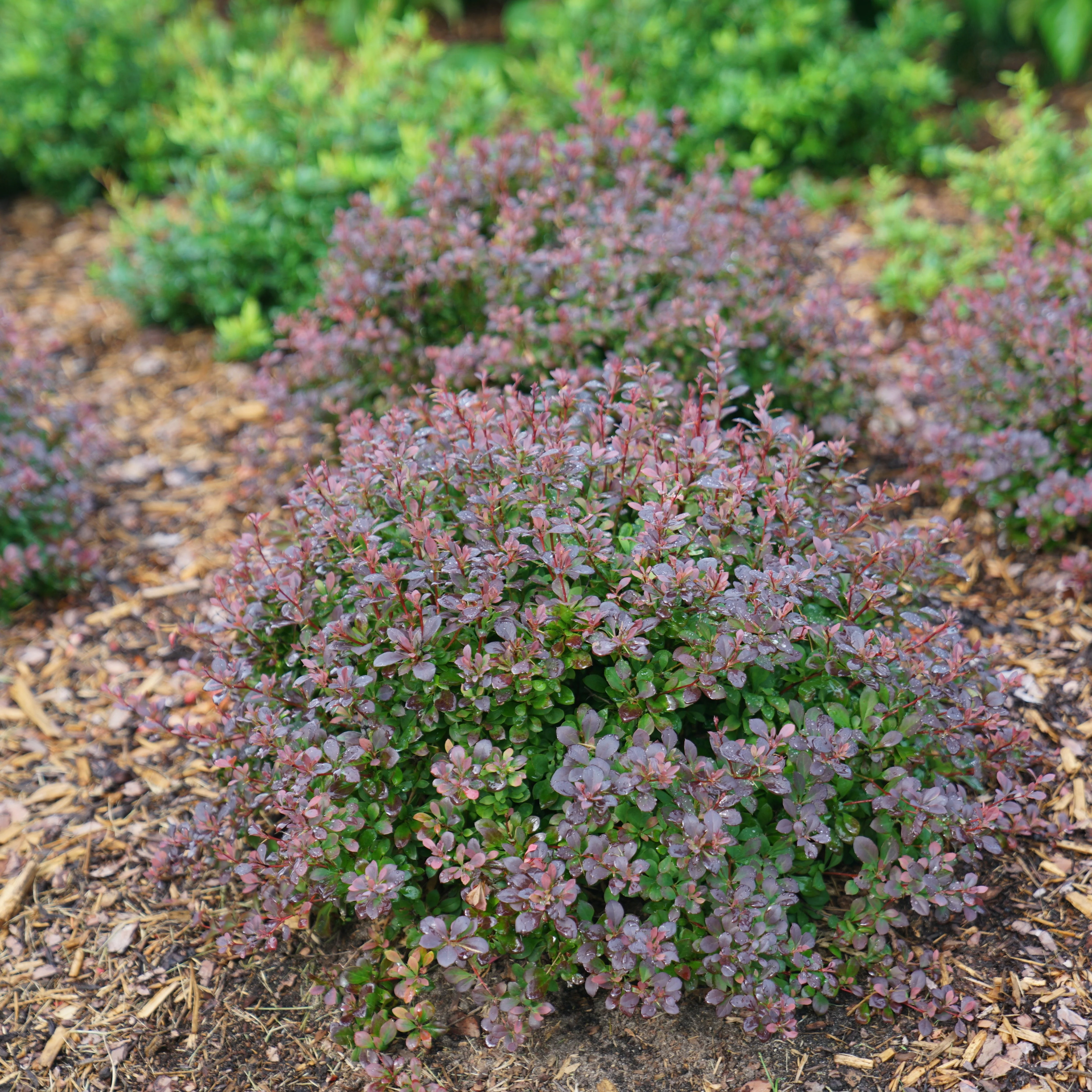 Sunjoy® Todo Barberry (Berberis x) - Image 9