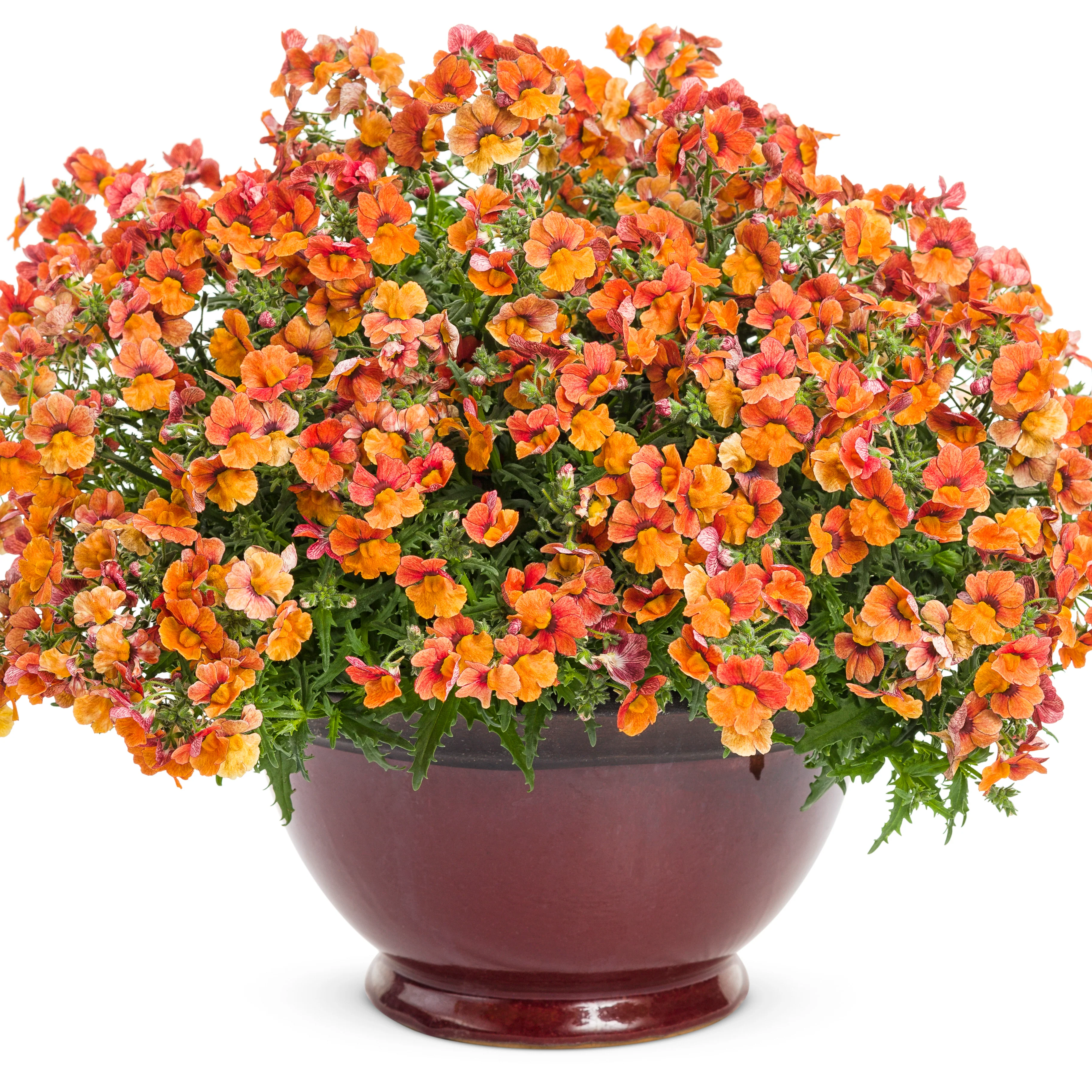 Sunsatia® Blood Orange™ Nemesia (Nemesia hybrid) - Image 4