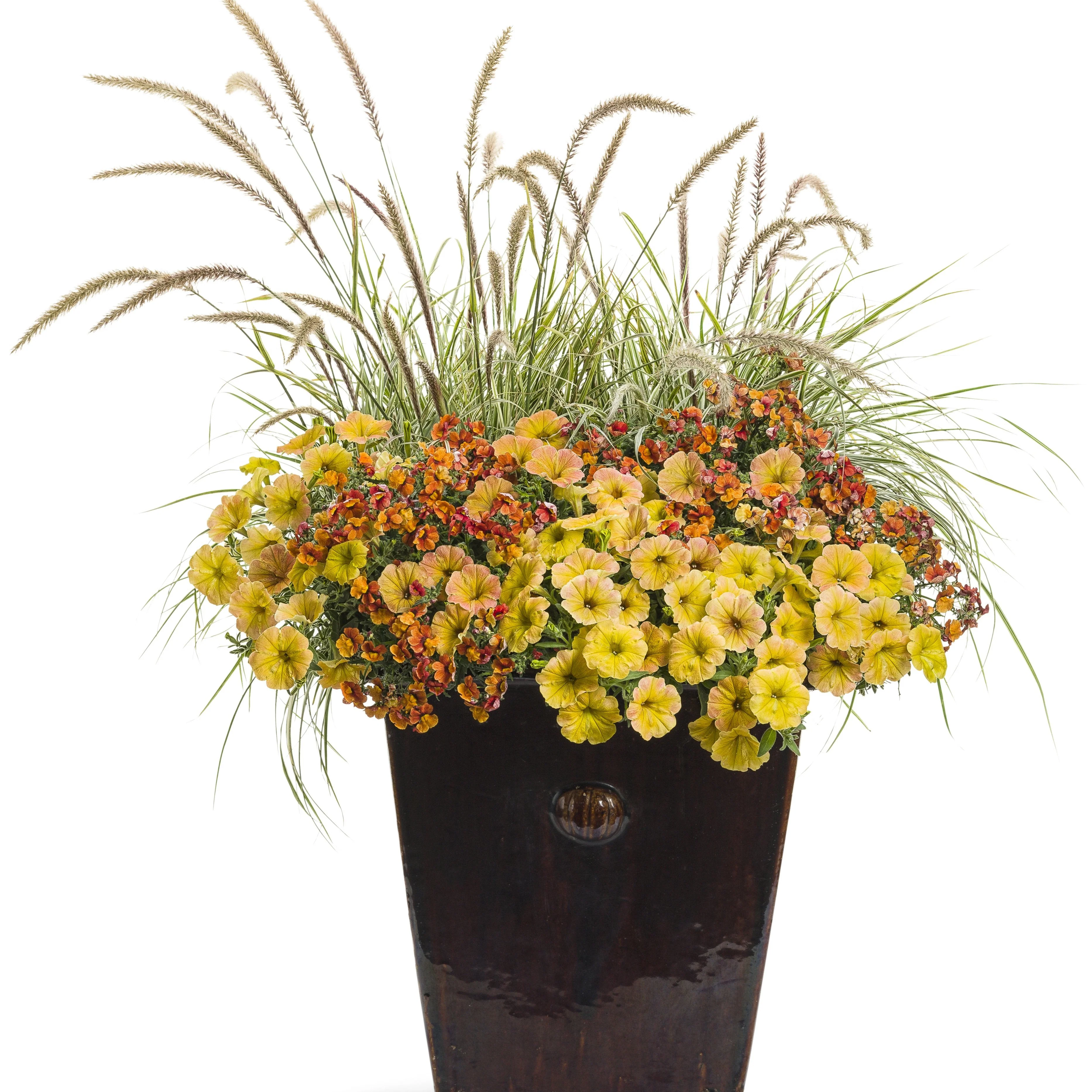 Sunsatia® Blood Orange™ Nemesia (Nemesia hybrid) - Image 6
