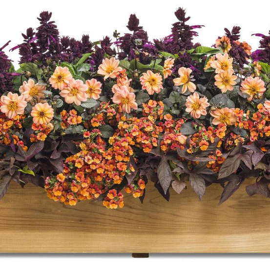 Sunsatia® Blood Orange™ Nemesia (Nemesia hybrid) - Image 7