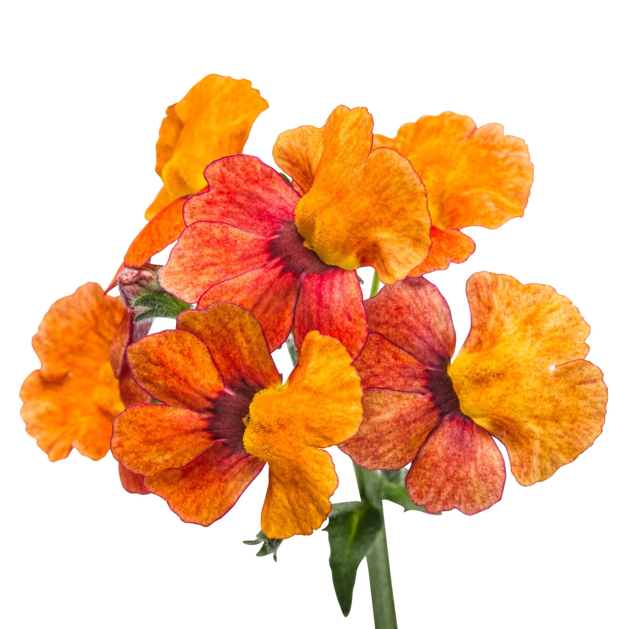 Sunsatia® Blood Orange™ Nemesia (Nemesia hybrid) - Image 9