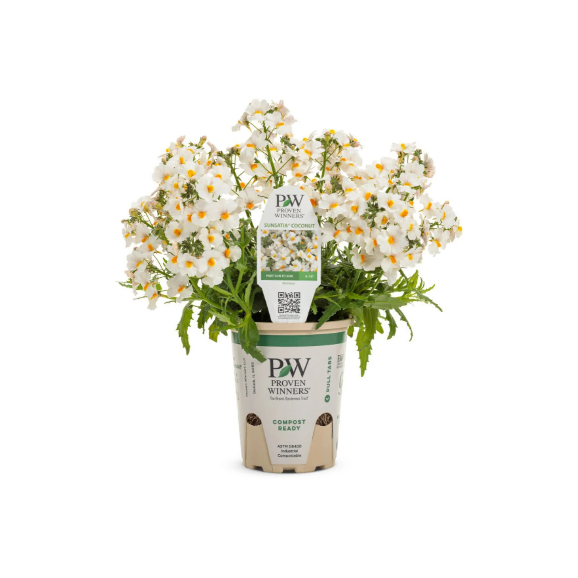 Sunsatia® Coconut Nemesia (Nemesia hybrid) - Image 2