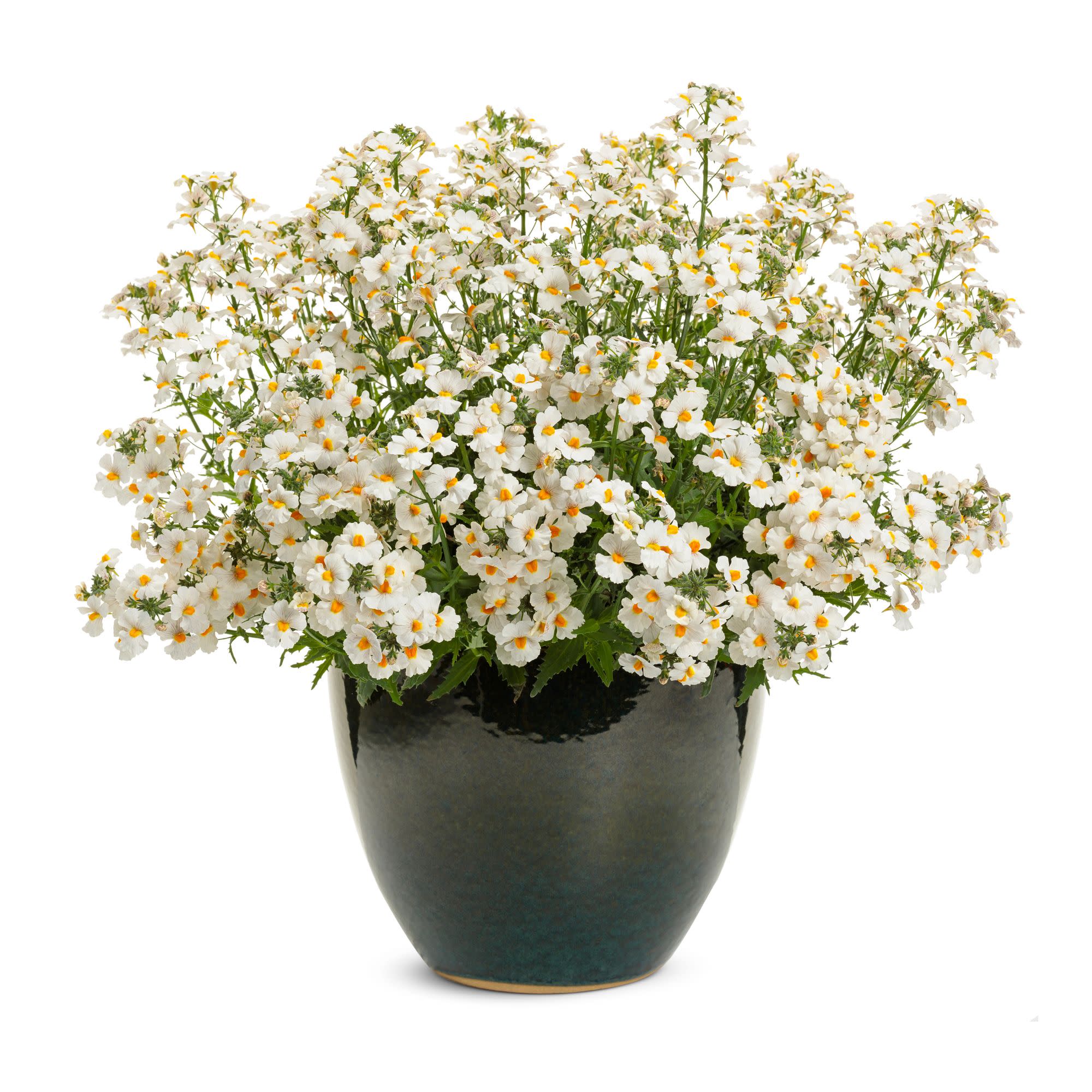 Sunsatia® Coconut Nemesia (Nemesia hybrid) - Image 4
