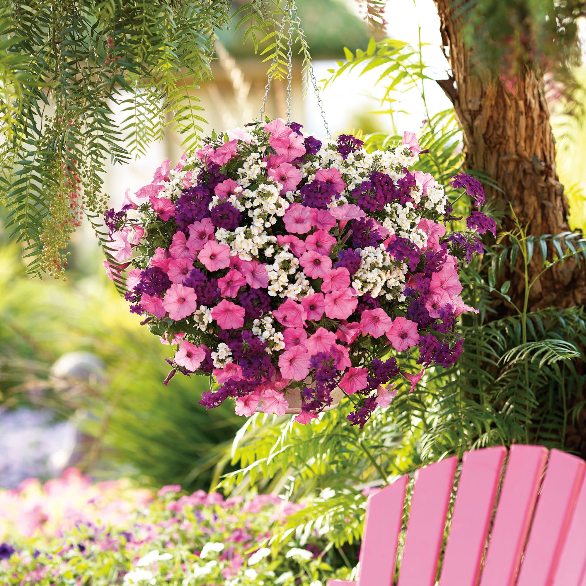 Sunsatia® Coconut Nemesia (Nemesia hybrid) - Image 7