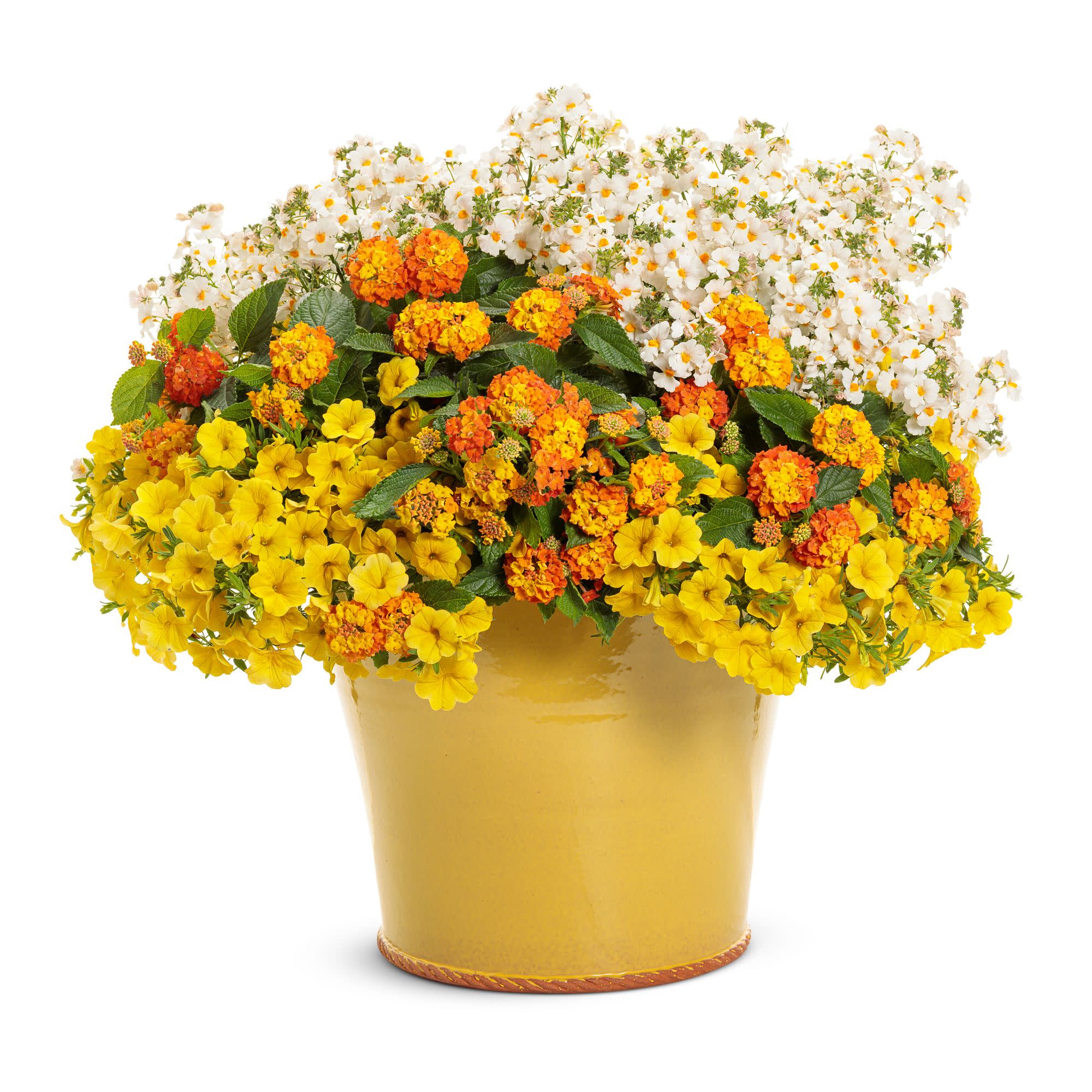 Sunsatia® Coconut Nemesia (Nemesia hybrid) - Image 8