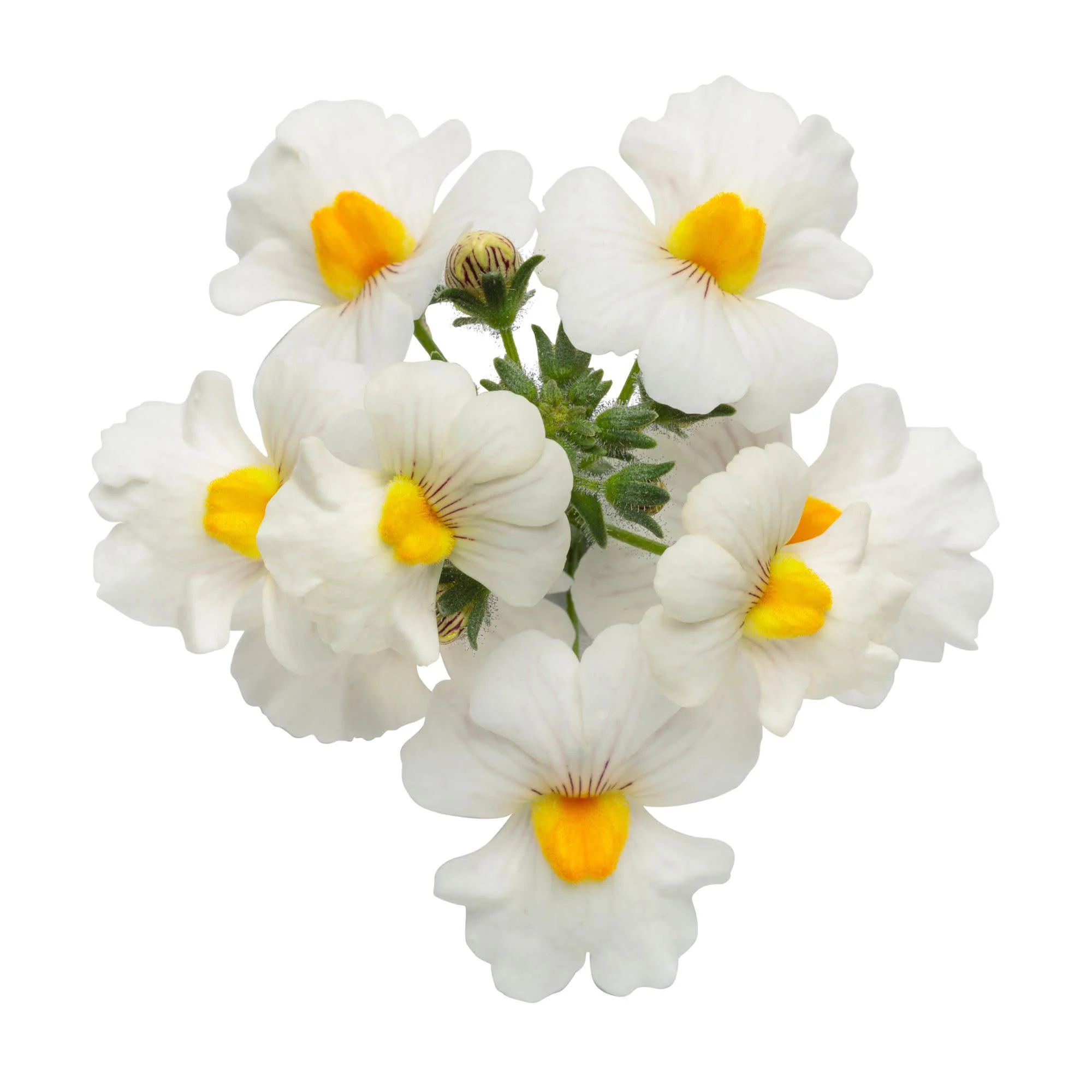 Sunsatia® Coconut Nemesia (Nemesia hybrid) - Image 9