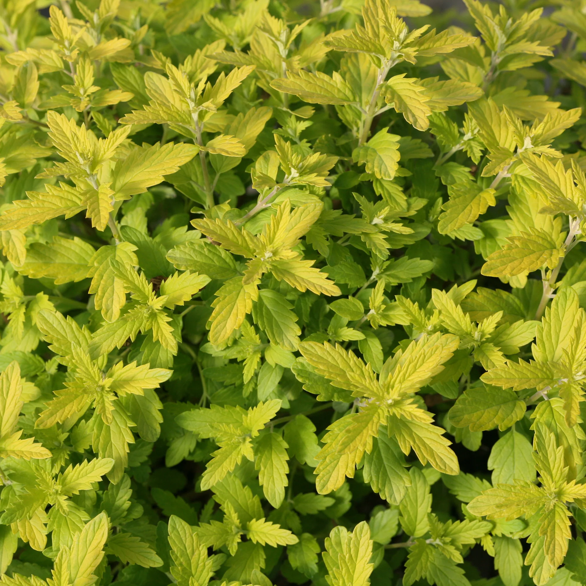 Sunshine Blue® II Bluebeard (Caryopteris incana) - Image 4