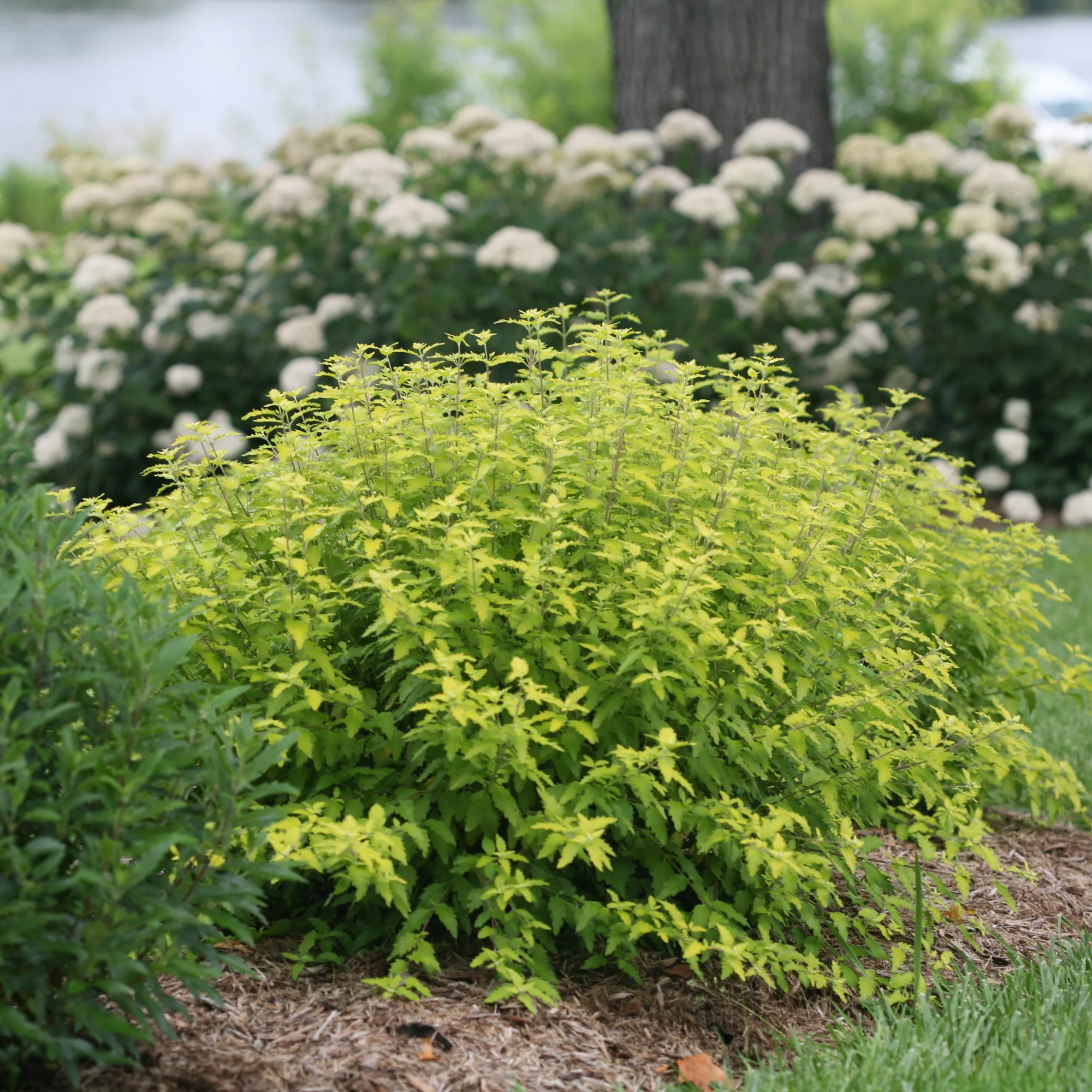 Sunshine Blue® II Bluebeard (Caryopteris incana) - Image 6