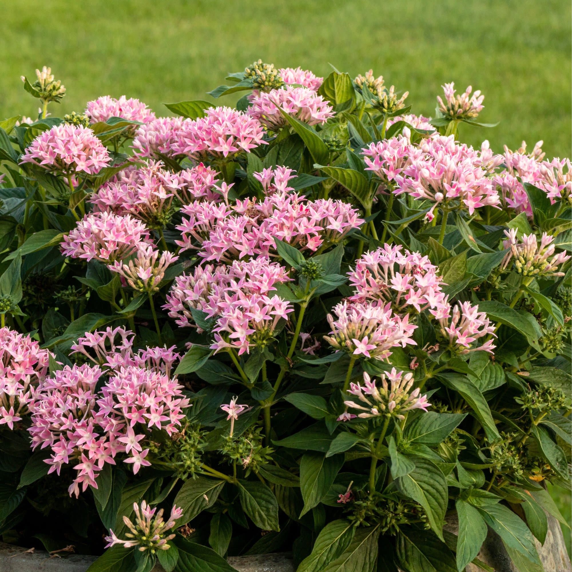 Sunstar® Pink Egyptian Star Flower (Pentas lanceolata) - Image 4