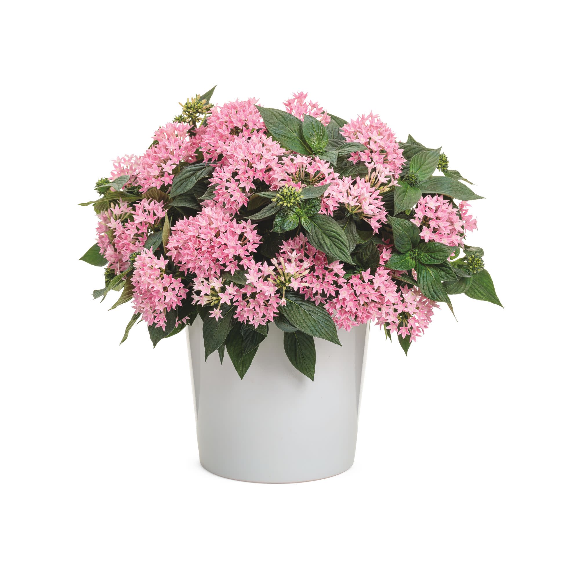 Sunstar® Pink Egyptian Star Flower (Pentas lanceolata) - Image 6