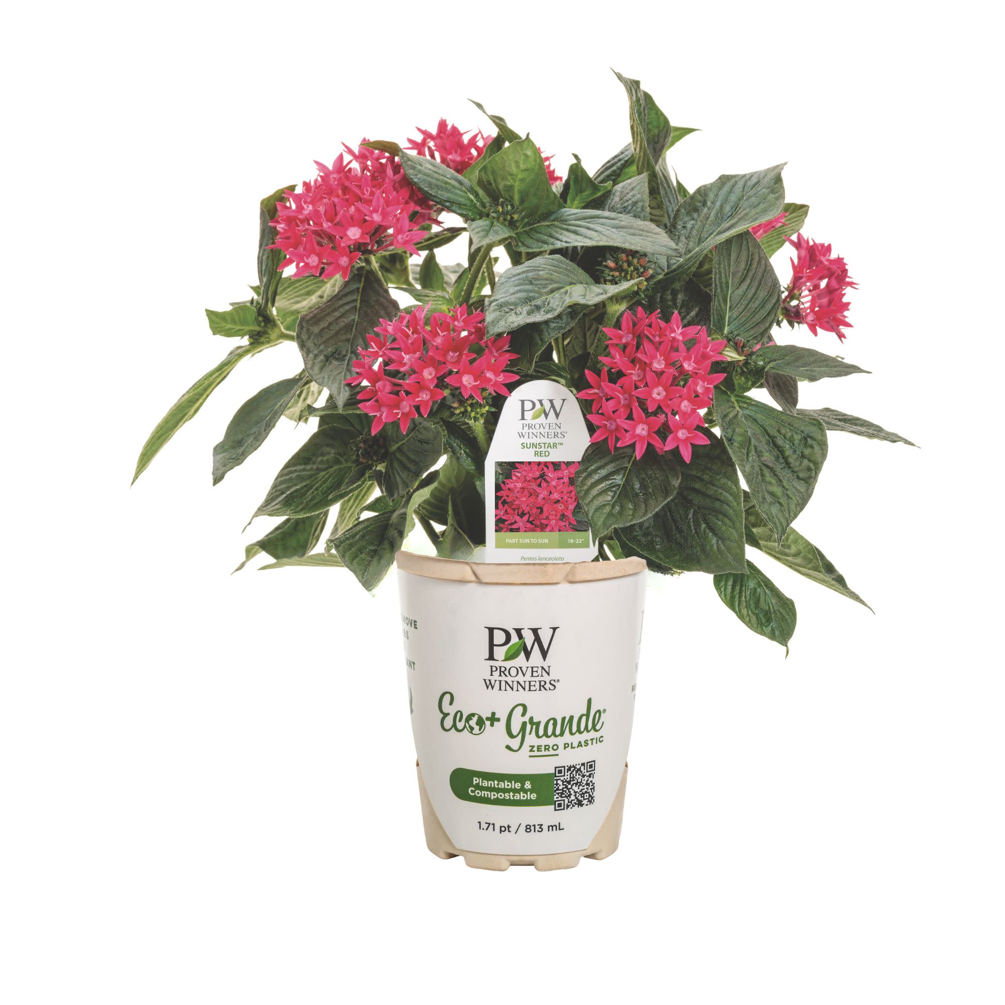 Sunstar® Red Egyptian Star Flower (Pentas lanceolata) - Image 2