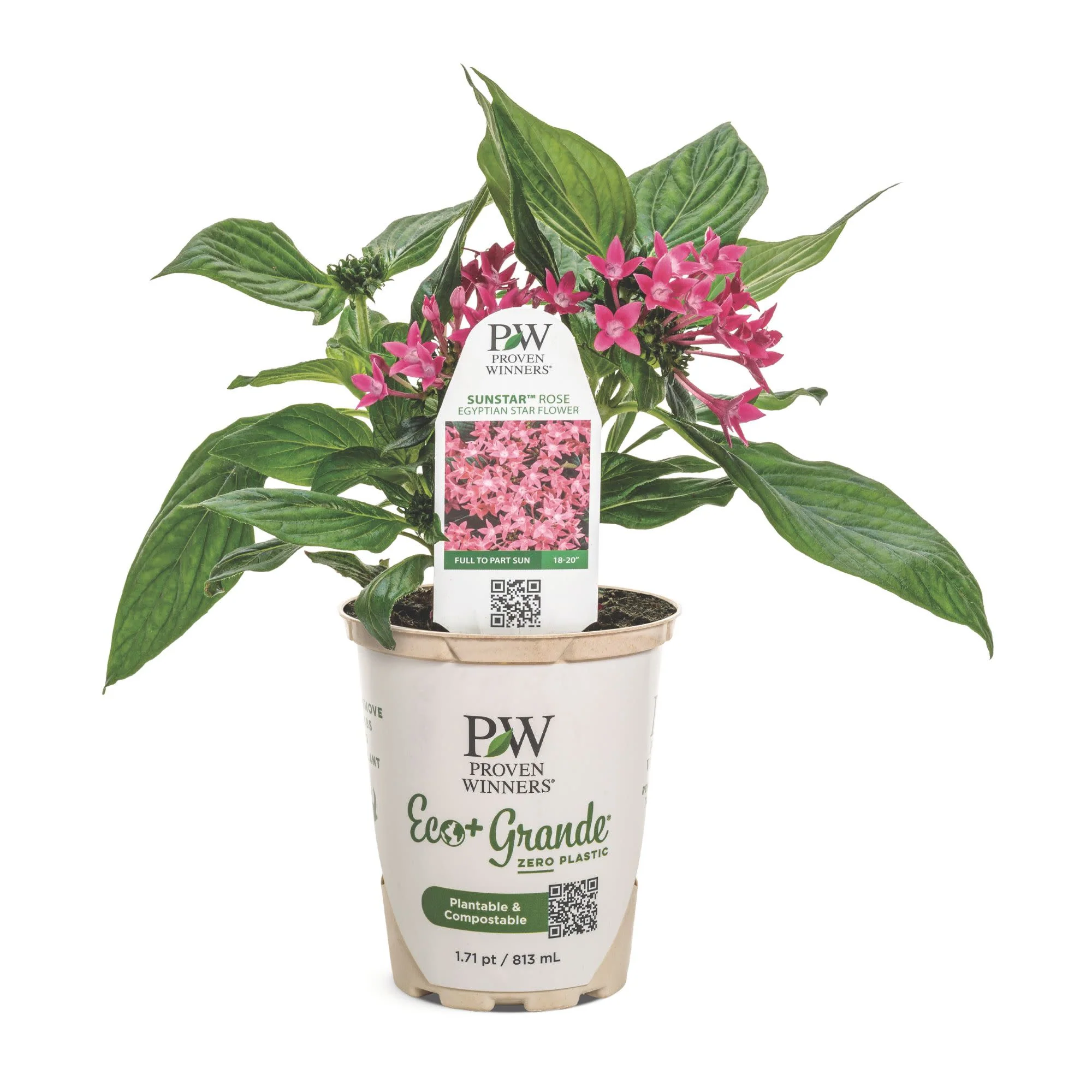 Sunstar® Rose Egyptian Star Flower (Pentas lanceolata) - Image 2