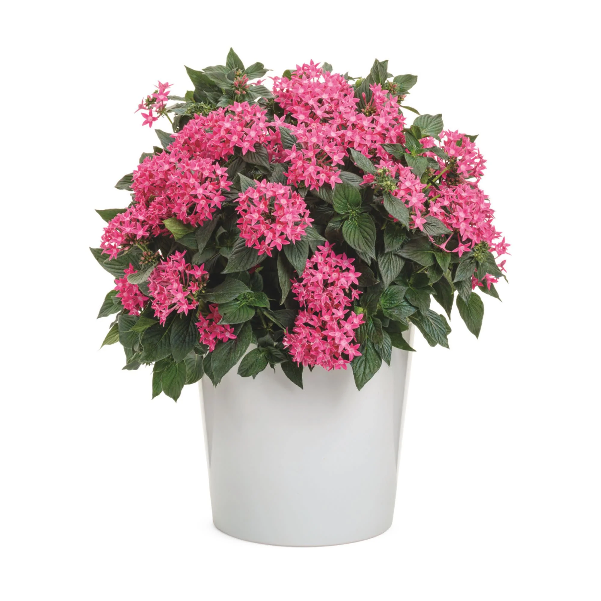 Sunstar® Rose Egyptian Star Flower (Pentas lanceolata) - Image 5