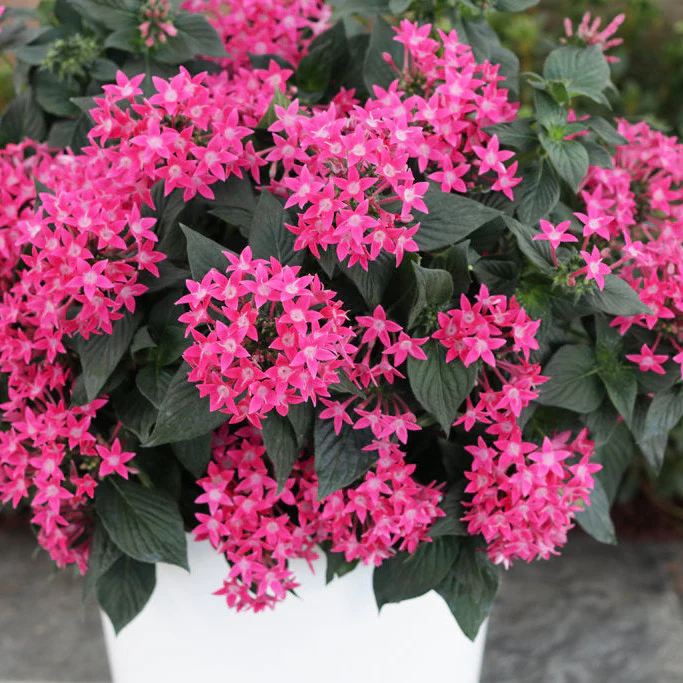 Sunstar® Rose Egyptian Star Flower (Pentas lanceolata) - Image 6