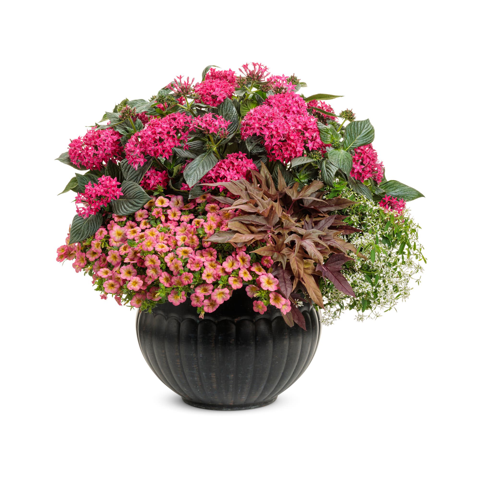 Sunstar® Rose Egyptian Star Flower (Pentas lanceolata) - Image 7