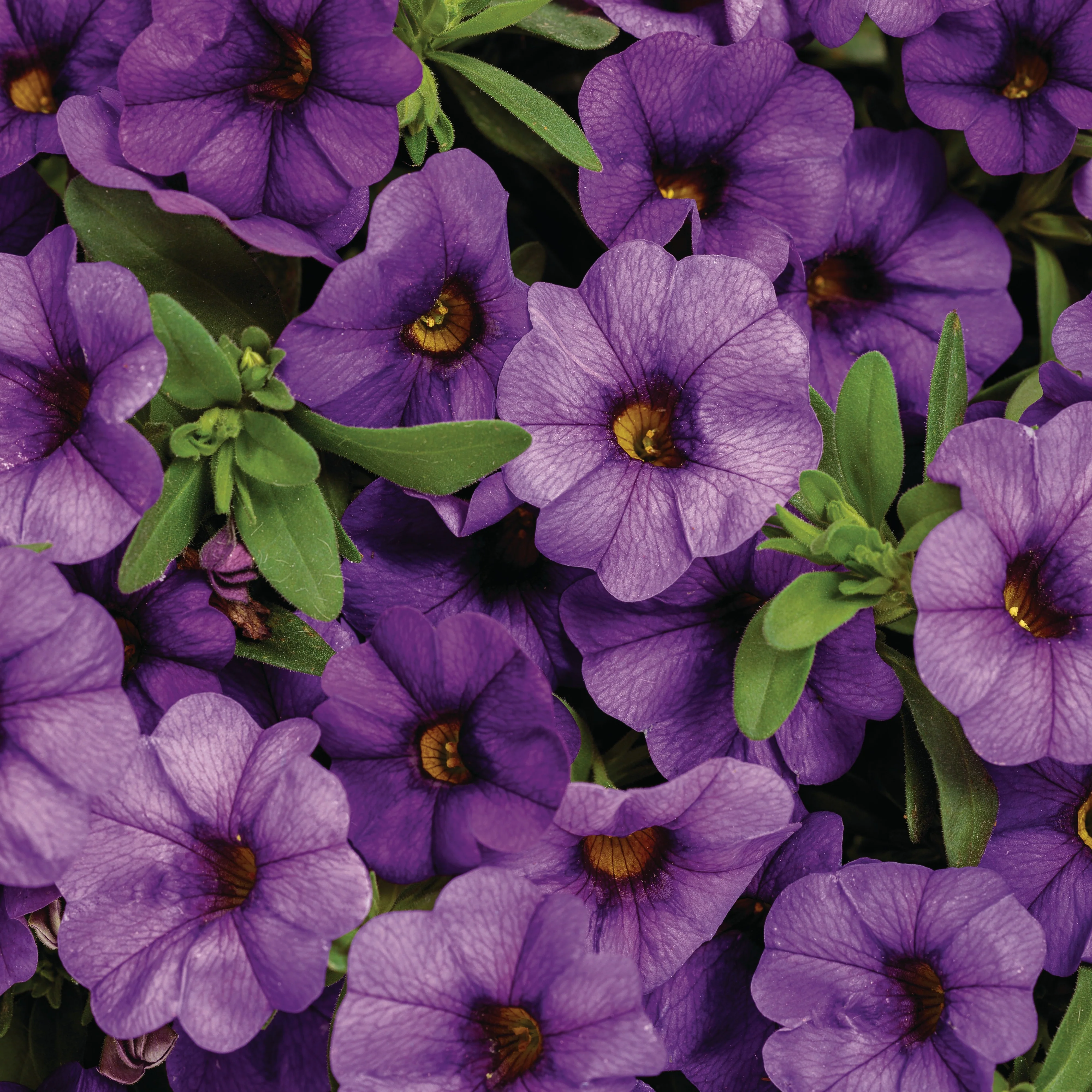 Superbells® Blue Calibrachoa