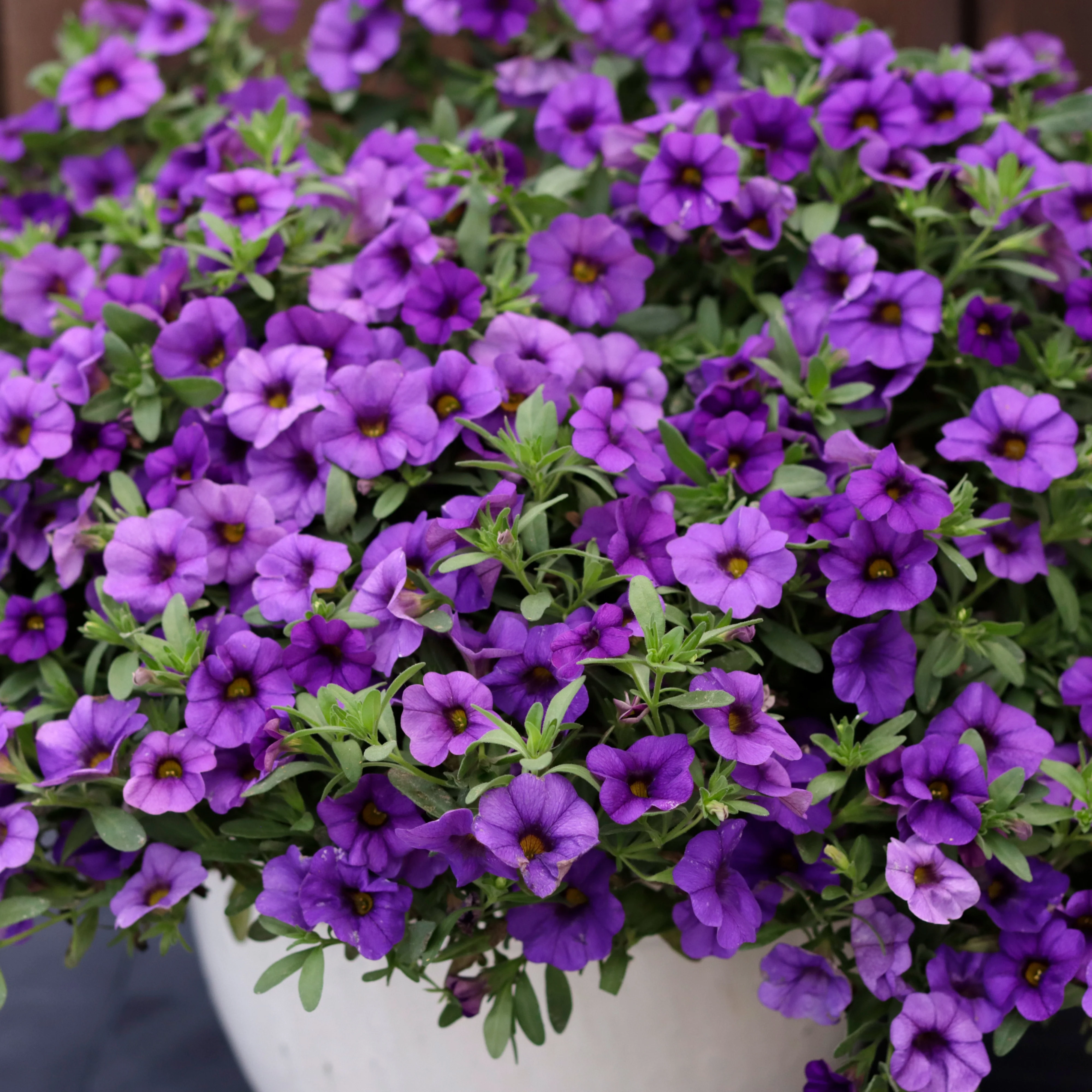 Superbells® Blue Calibrachoa - Image 4