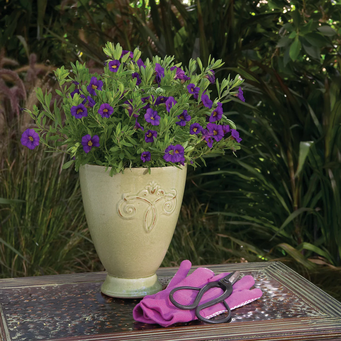 Superbells® Blue Calibrachoa - Image 6
