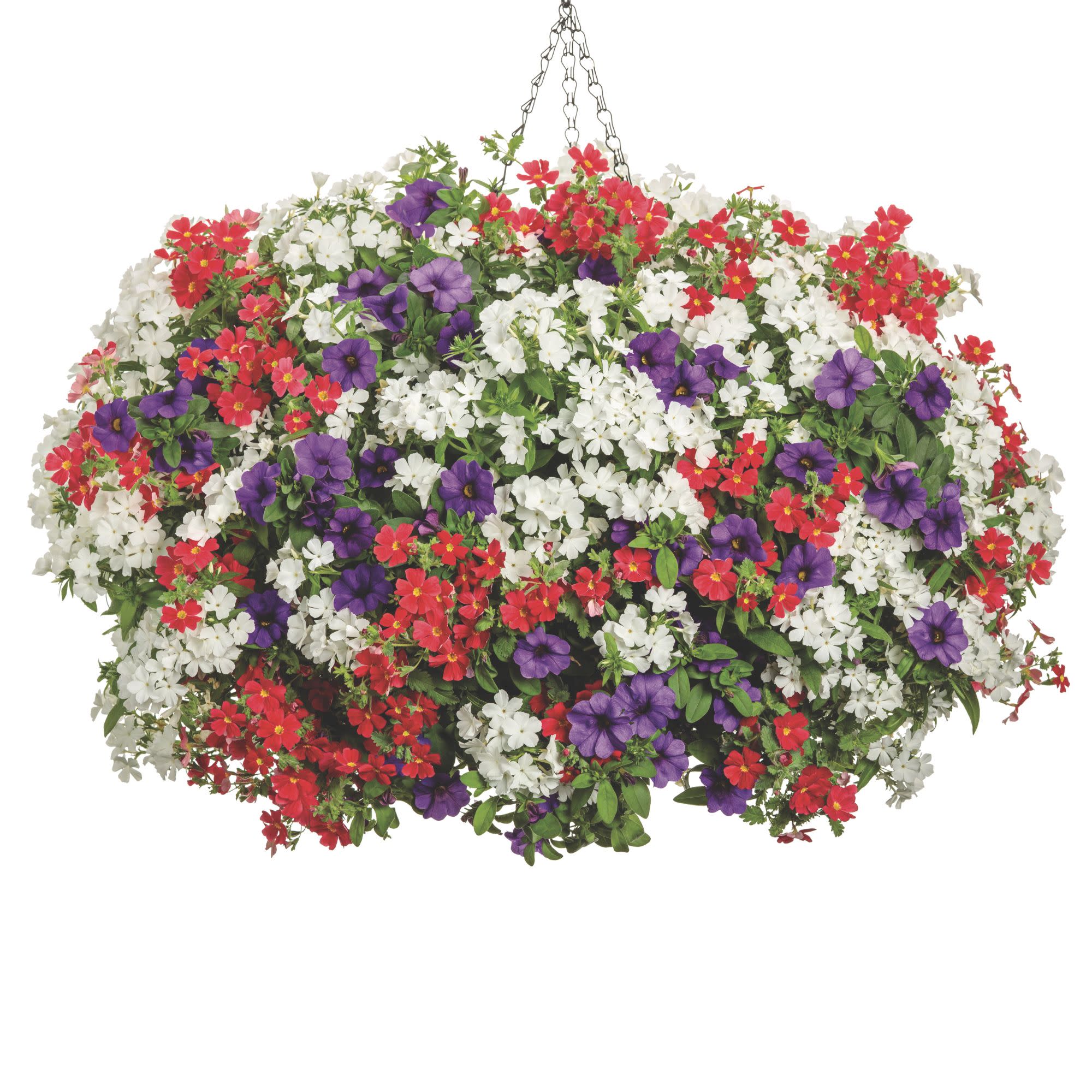 Superbells® Blue Calibrachoa - Image 7