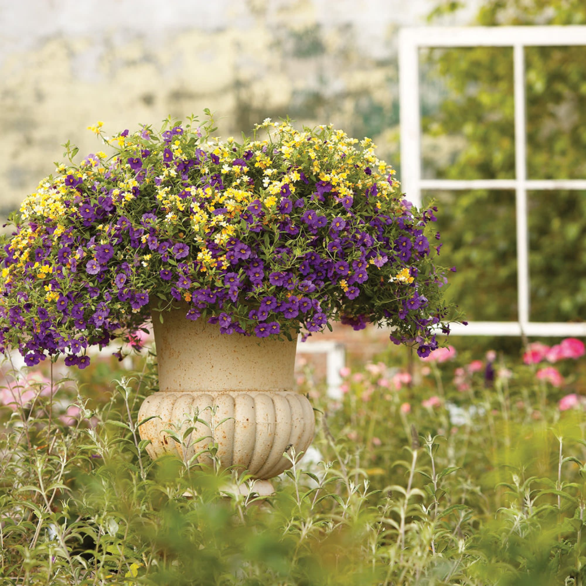 Superbells® Blue Calibrachoa - Image 8