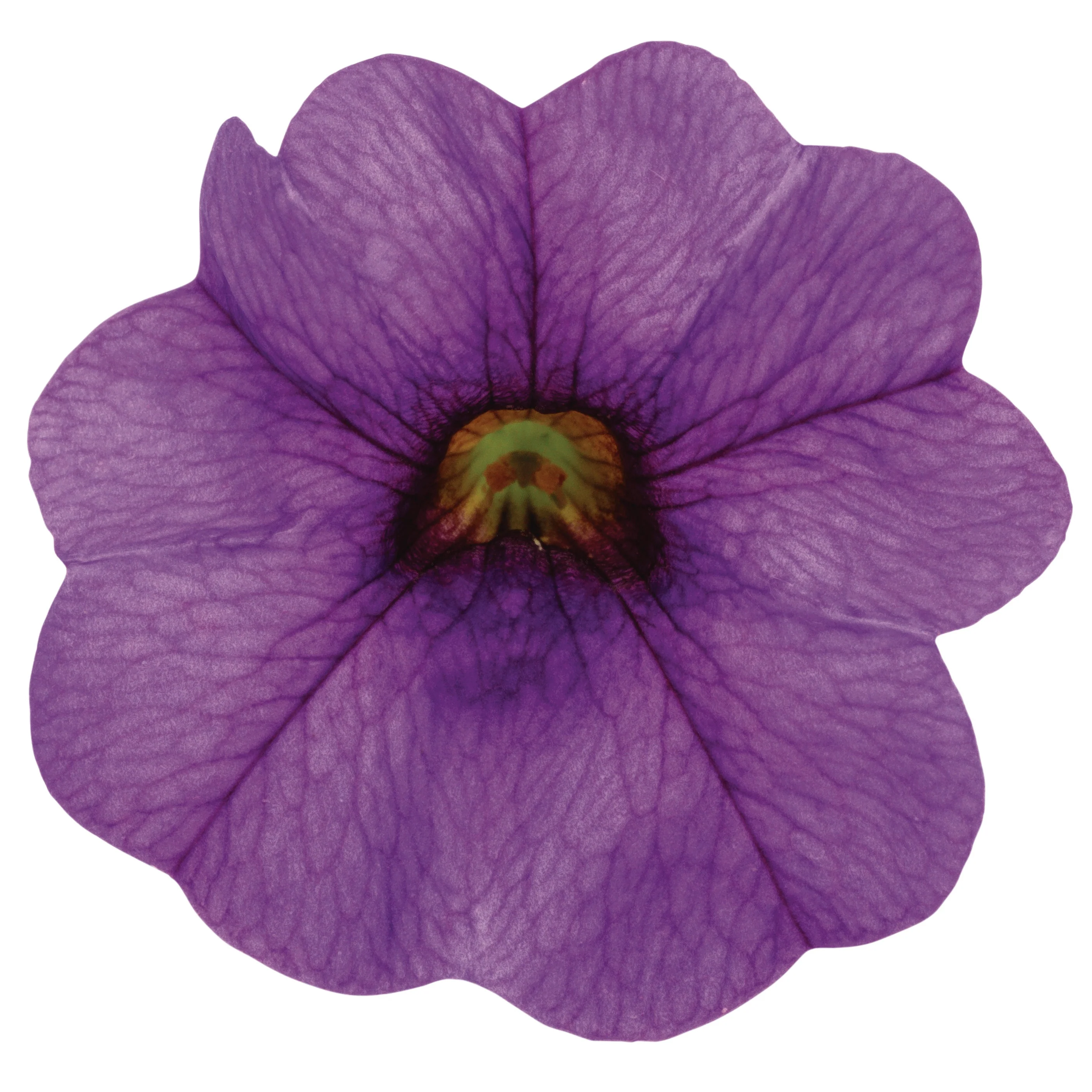 Superbells® Blue Calibrachoa - Image 9
