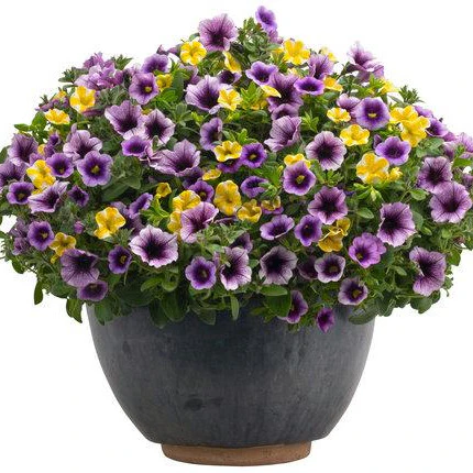 Superbells® Blue Moon Punch™ Calibrachoa - Image 6