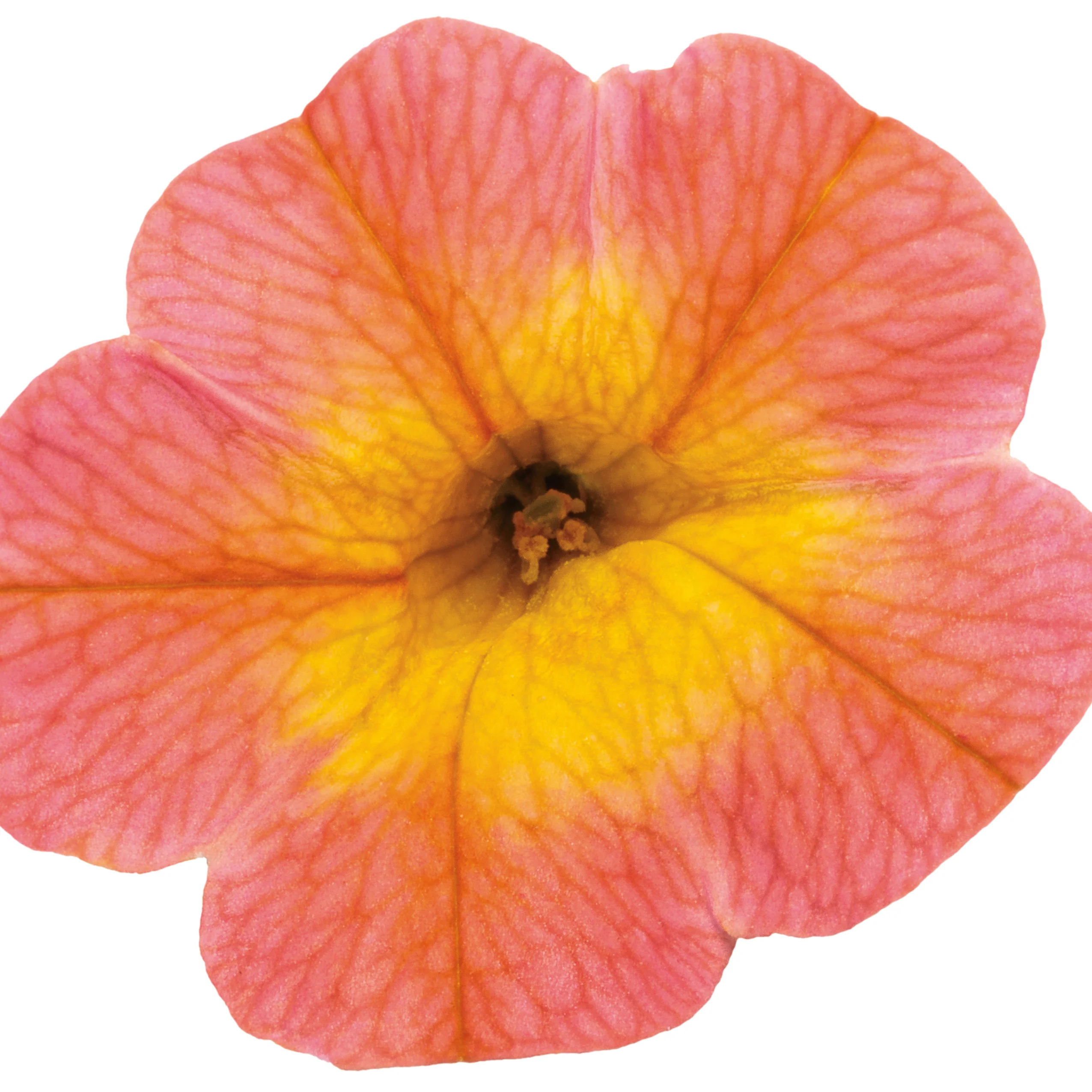 Superbells® Coral Sun Calibrachoa - Image 10