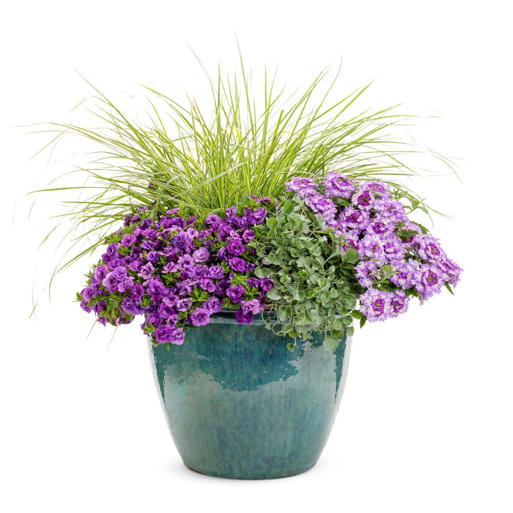 Superbells® Double Blue Calibrachoa - Image 5