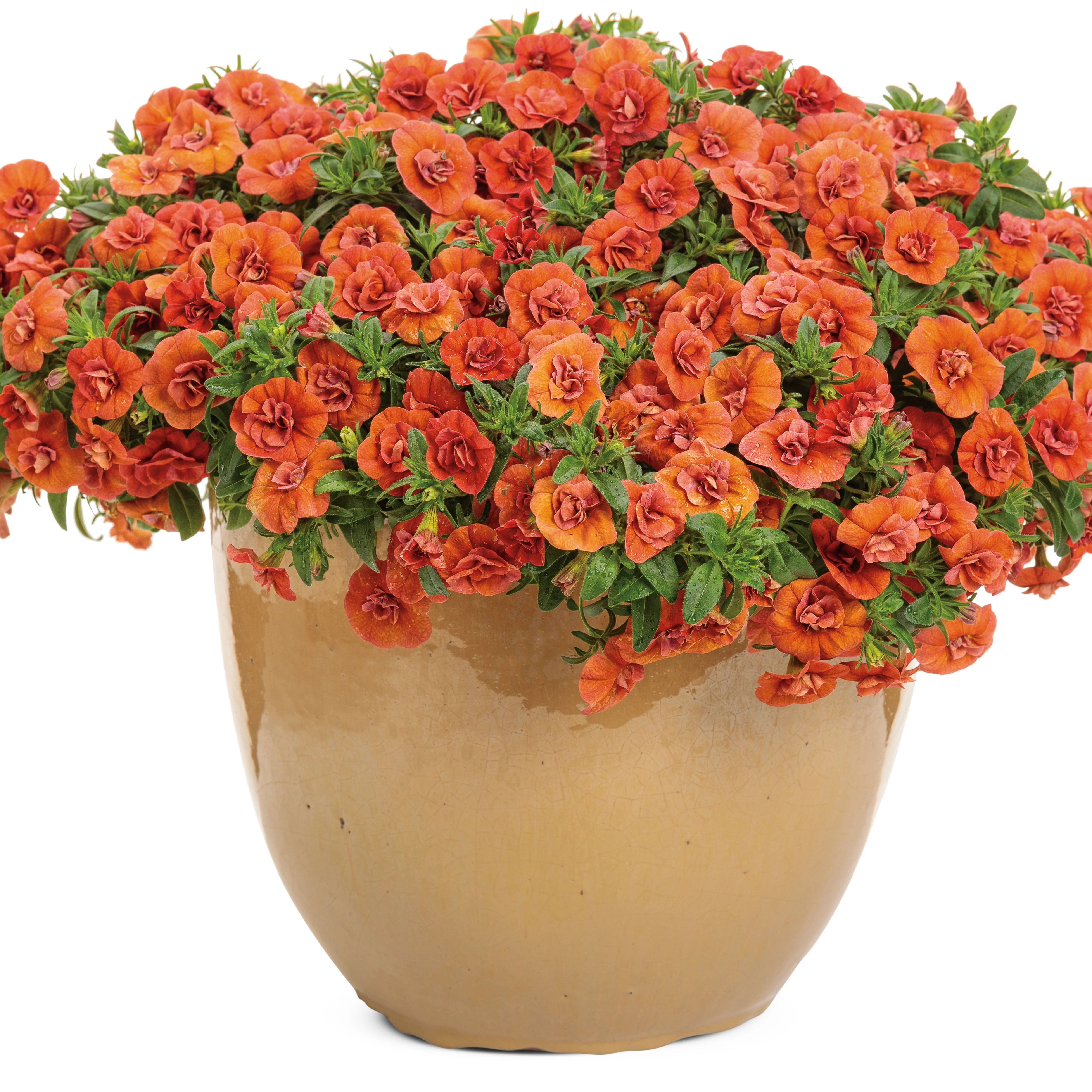 Superbells® Double Orange Calibrachoa - Image 4