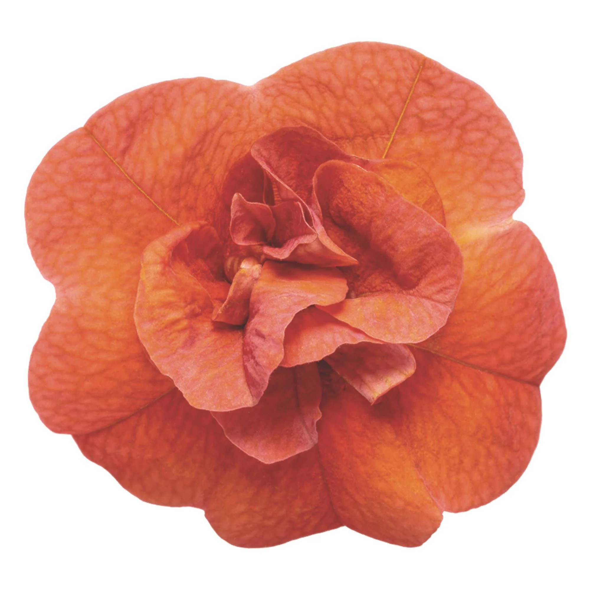 Superbells® Double Orange Calibrachoa - Image 7