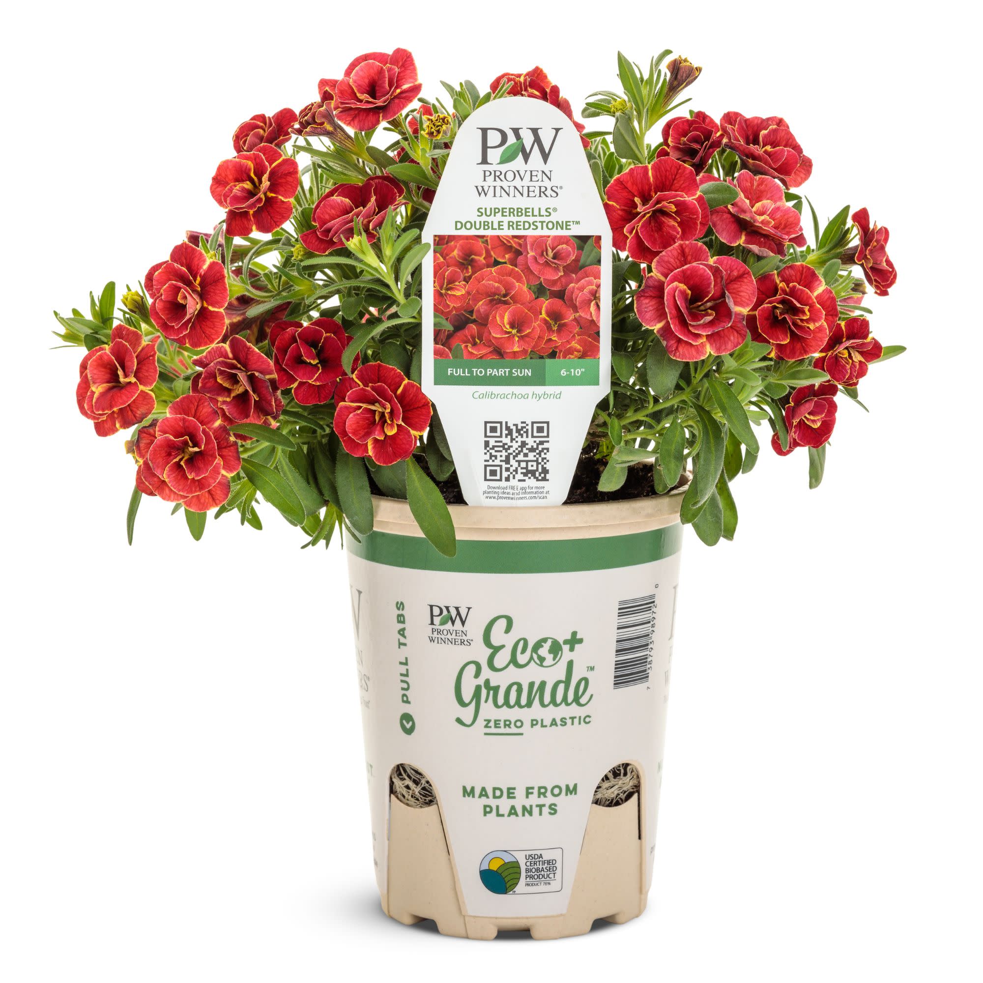 Superbells® Double Redstone™ Calibrachoa - Image 2