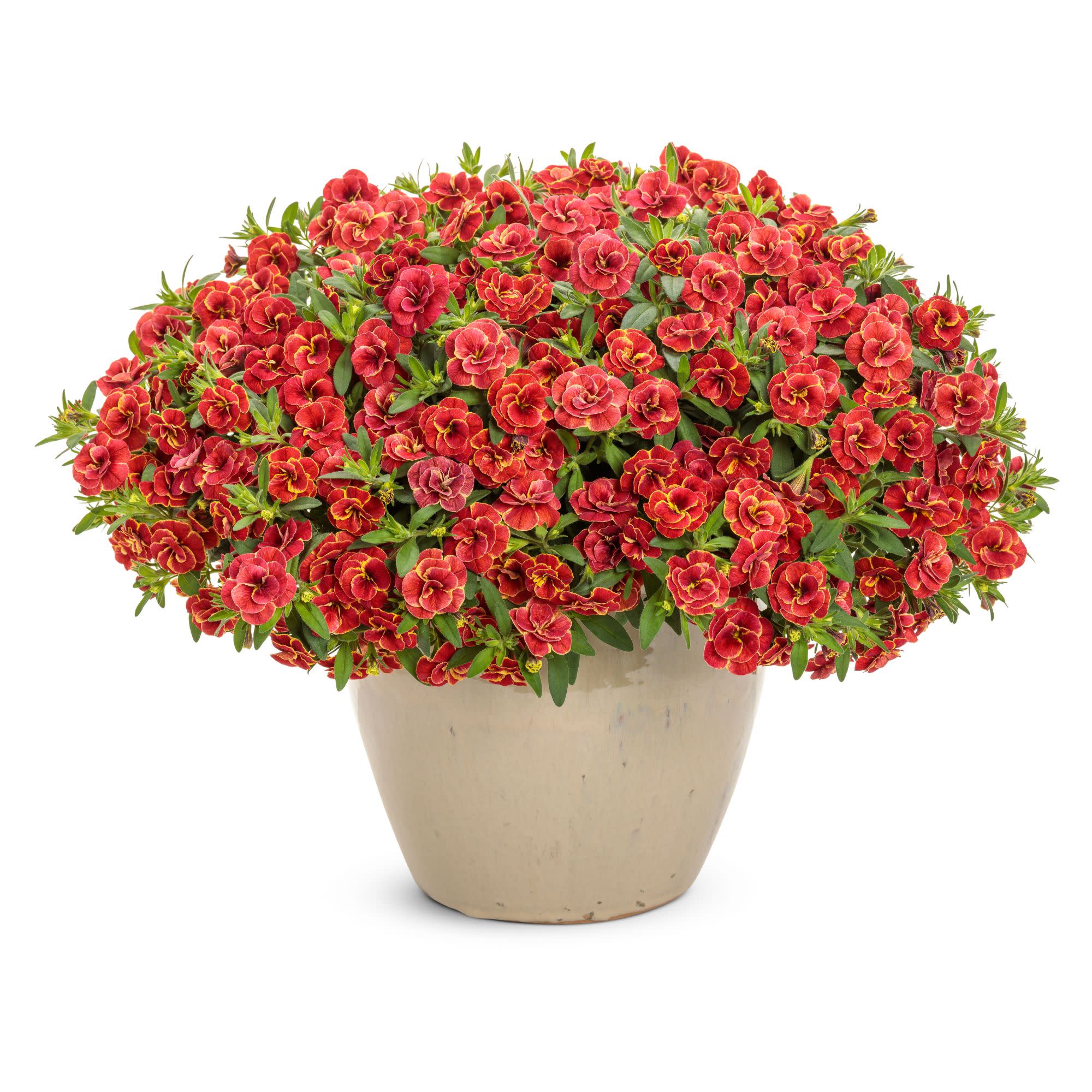 Superbells® Double Redstone™ Calibrachoa - Image 4