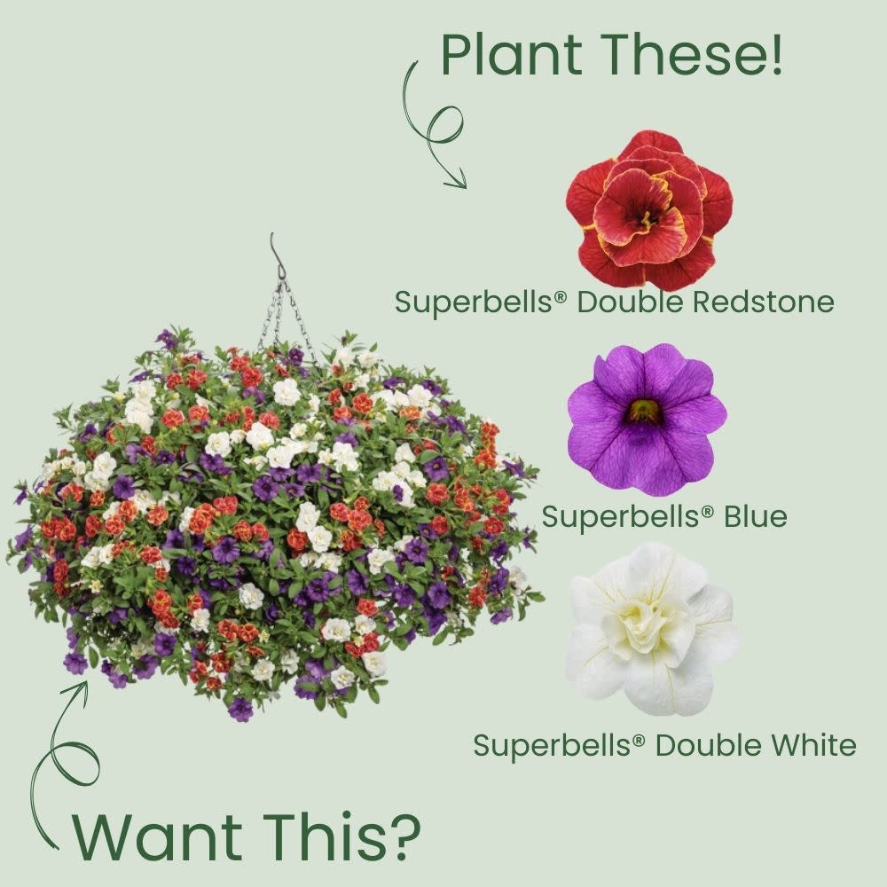 Superbells® Double Redstone™ Calibrachoa - Image 5