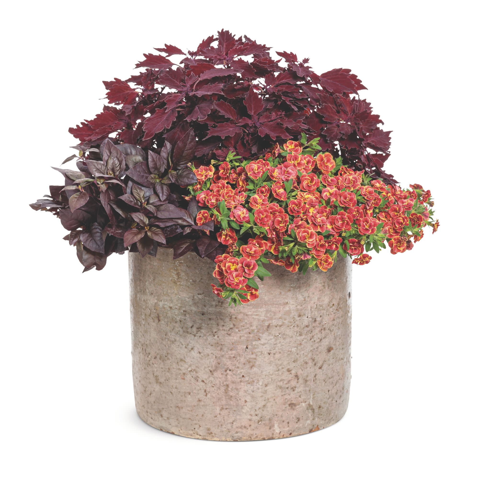 Superbells® Double Redstone™ Calibrachoa - Image 6
