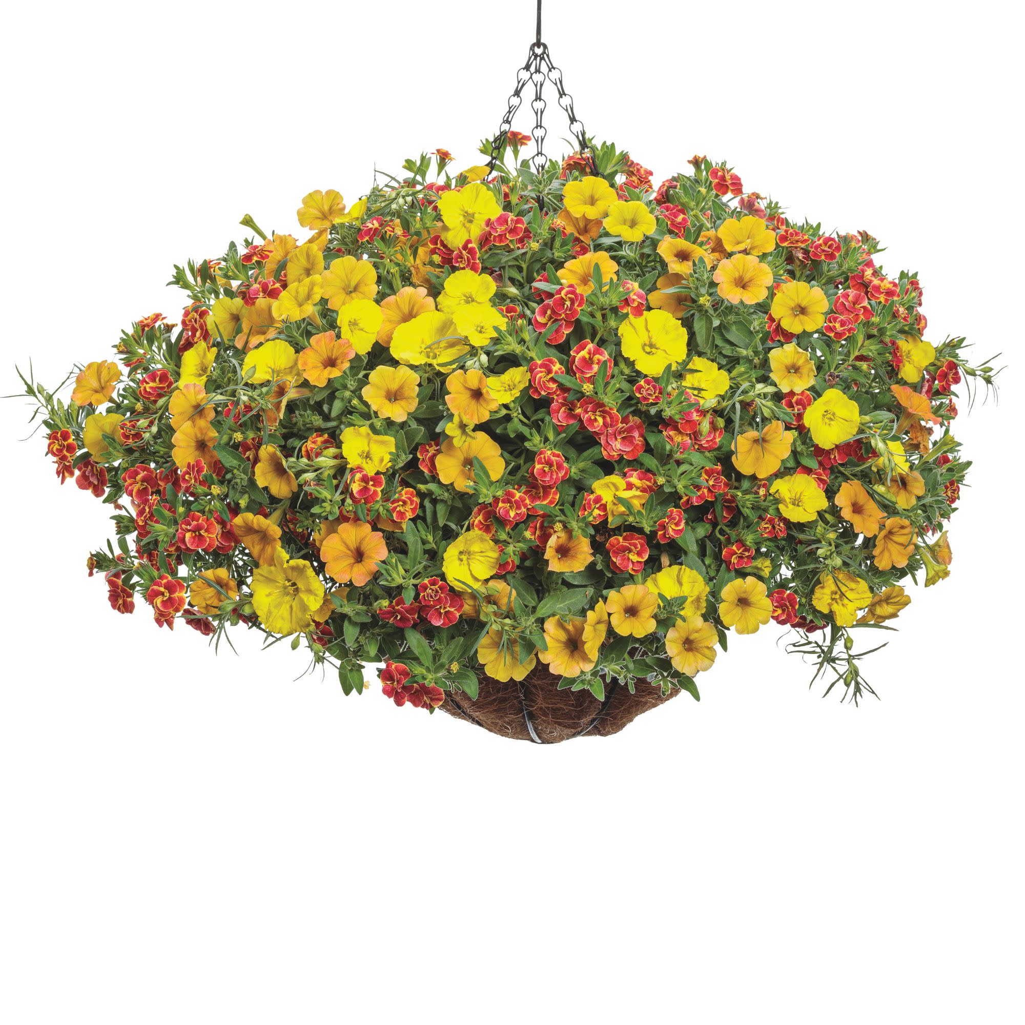 Superbells® Double Redstone™ Calibrachoa - Image 7