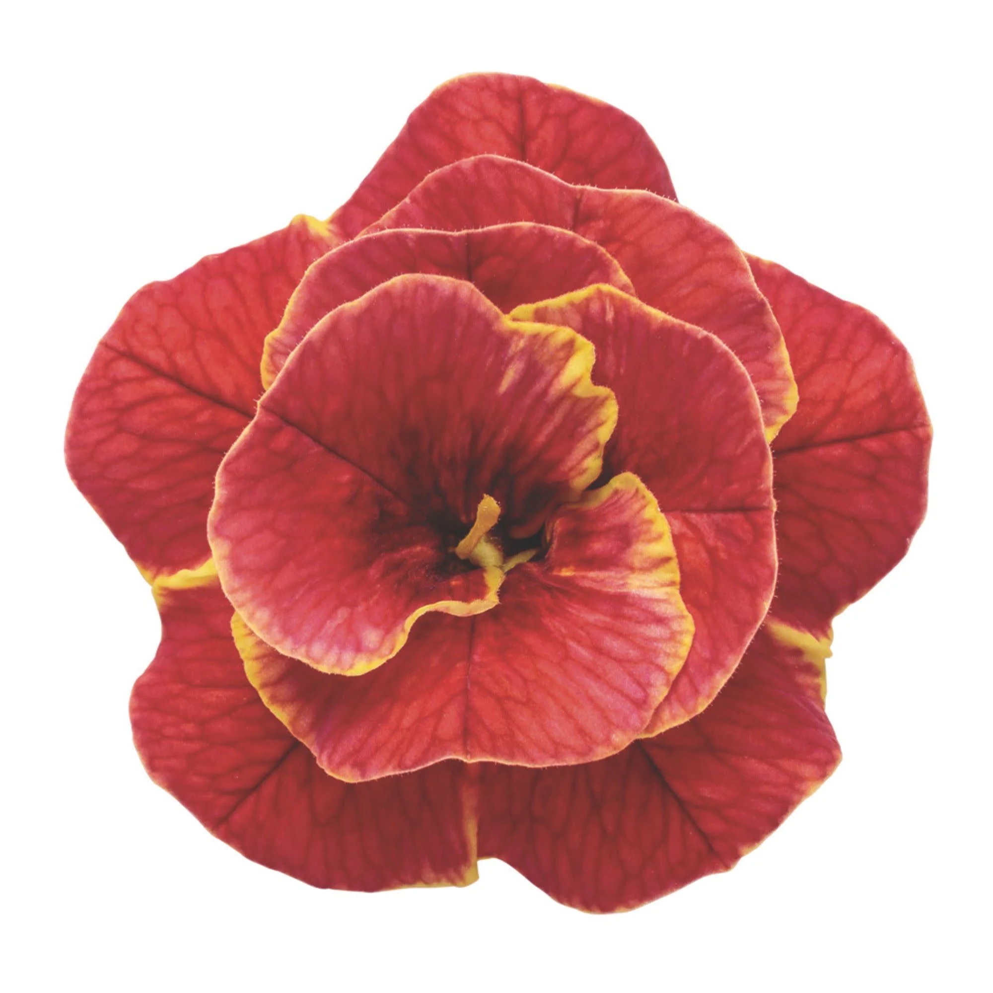 Superbells® Double Redstone™ Calibrachoa - Image 8
