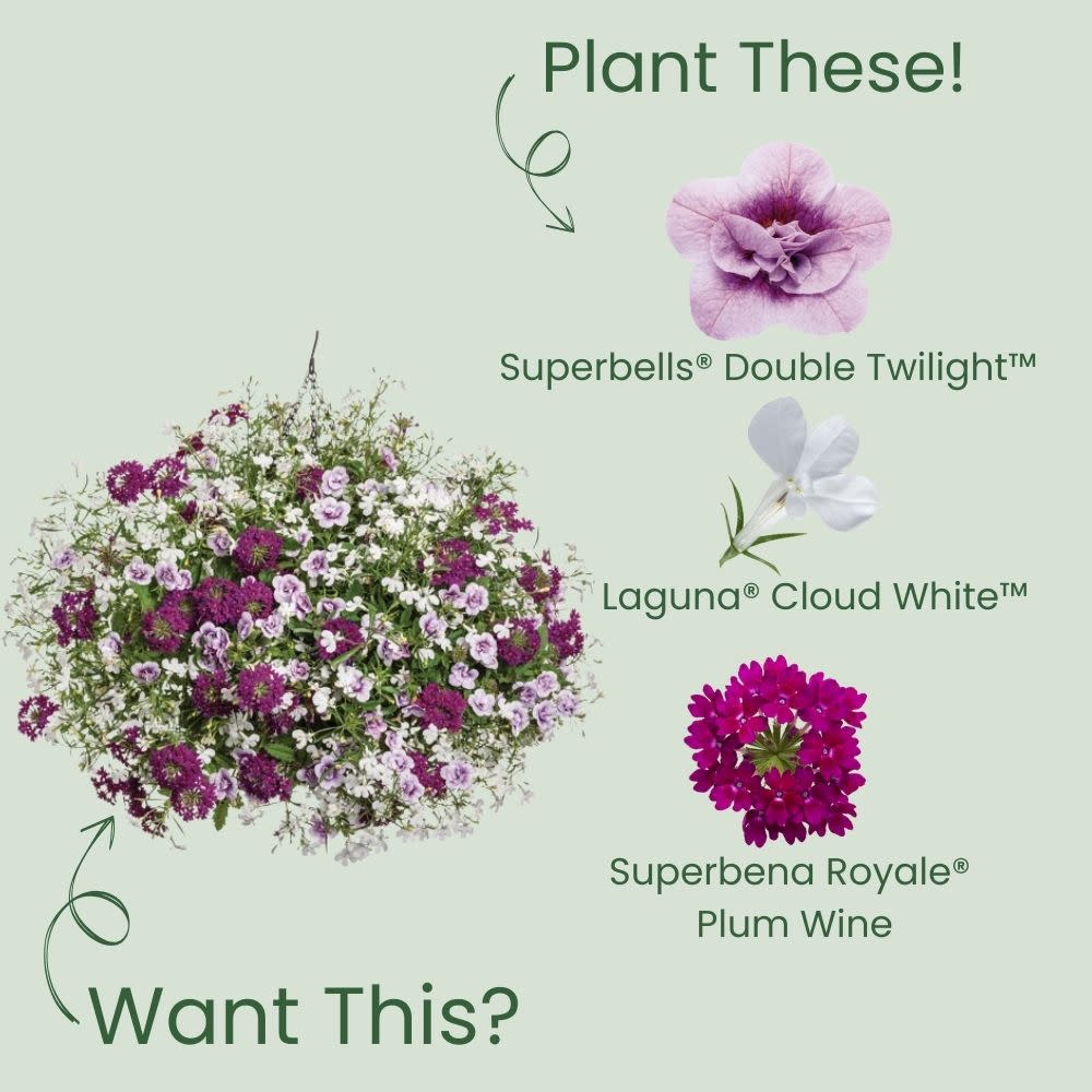 Superbells® Double Twilight™ Calibrachoa - Image 5