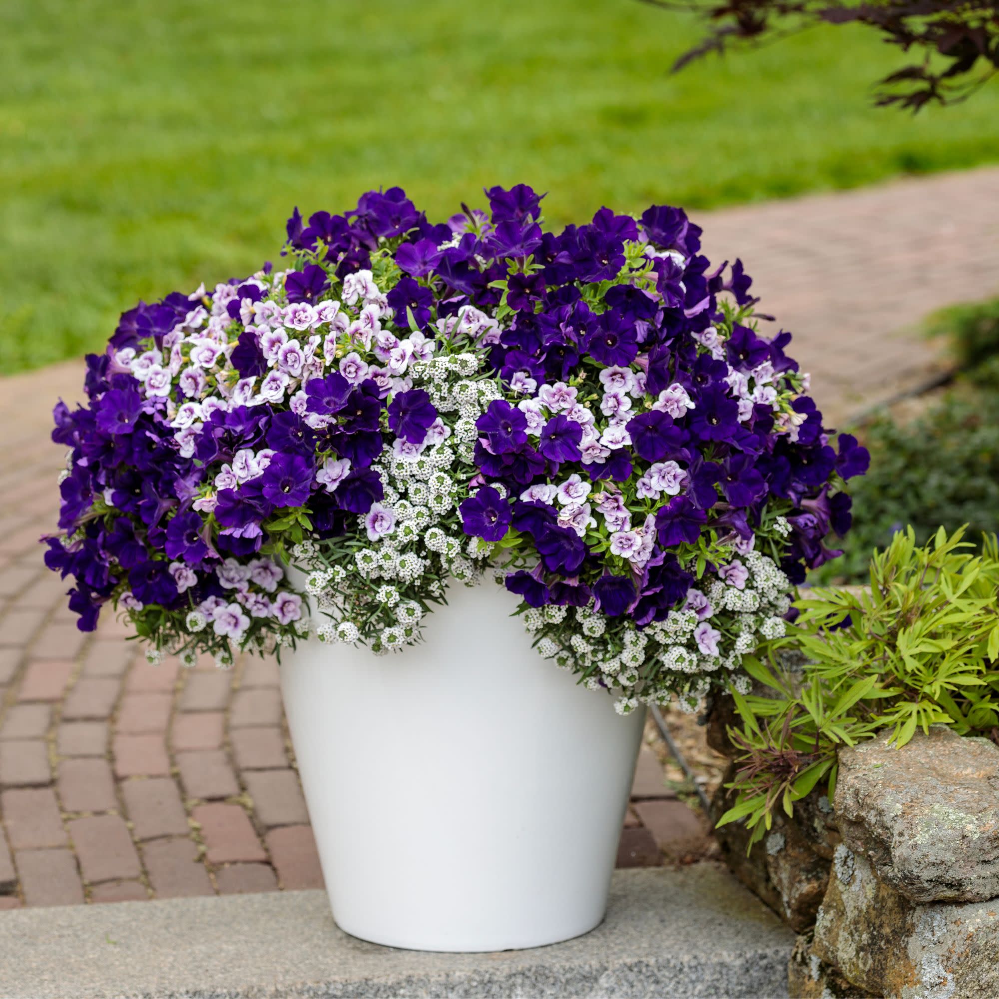 Superbells® Double Twilight™ Calibrachoa - Image 7