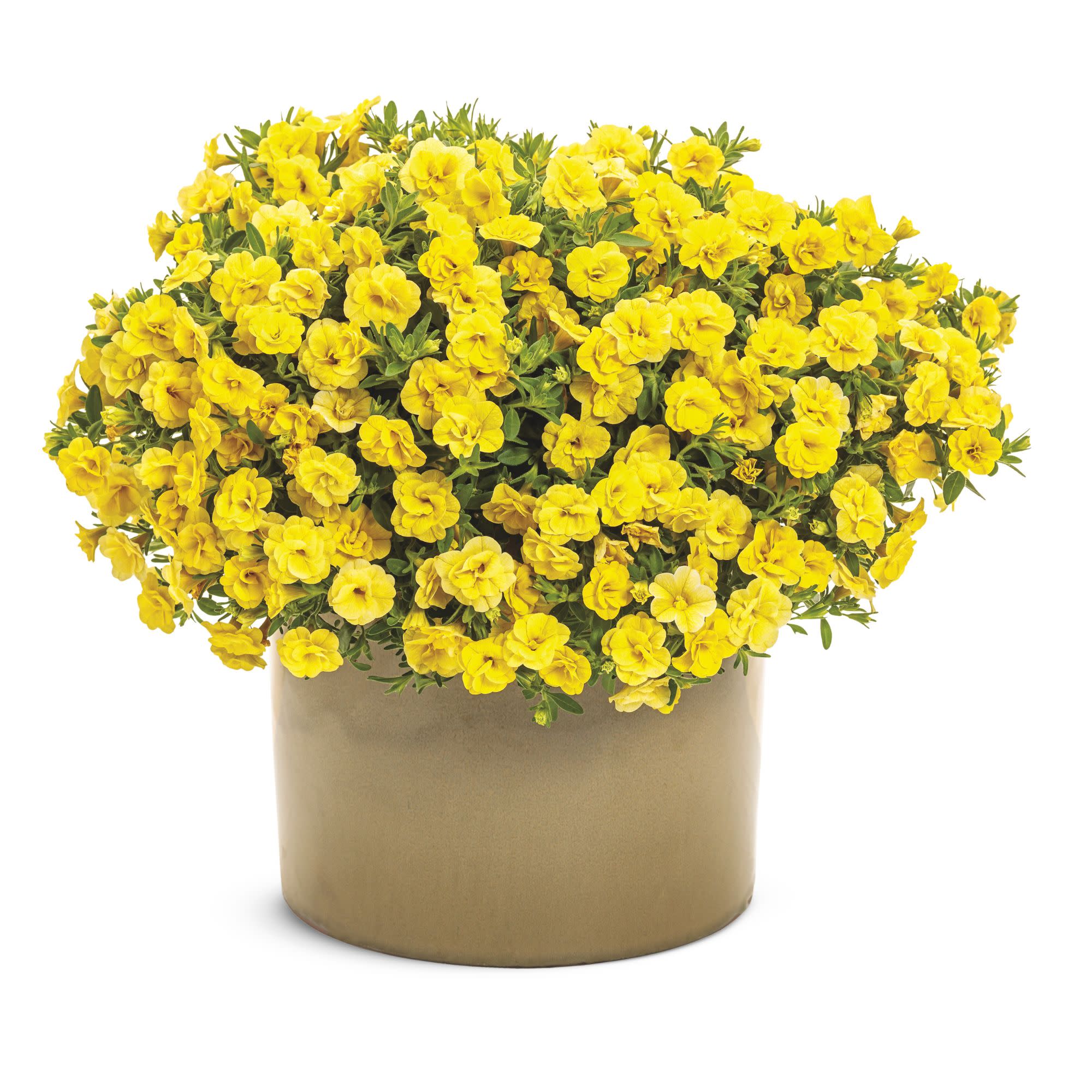 Superbells® Double Yellow Calibrachoa - Image 4