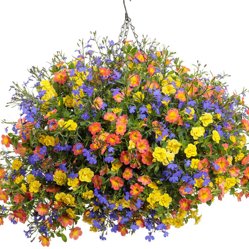 Superbells® Double Yellow Calibrachoa - Image 5