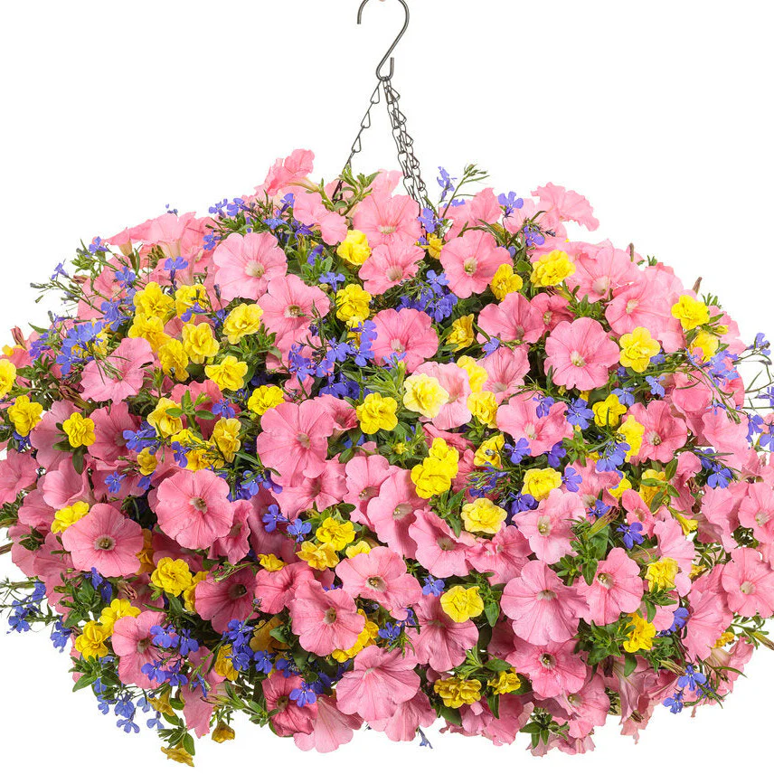 Superbells® Double Yellow Calibrachoa - Image 6