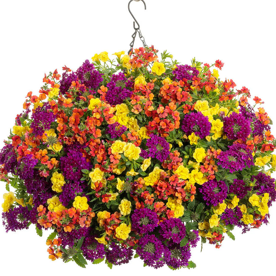 Superbells® Double Yellow Calibrachoa - Image 7