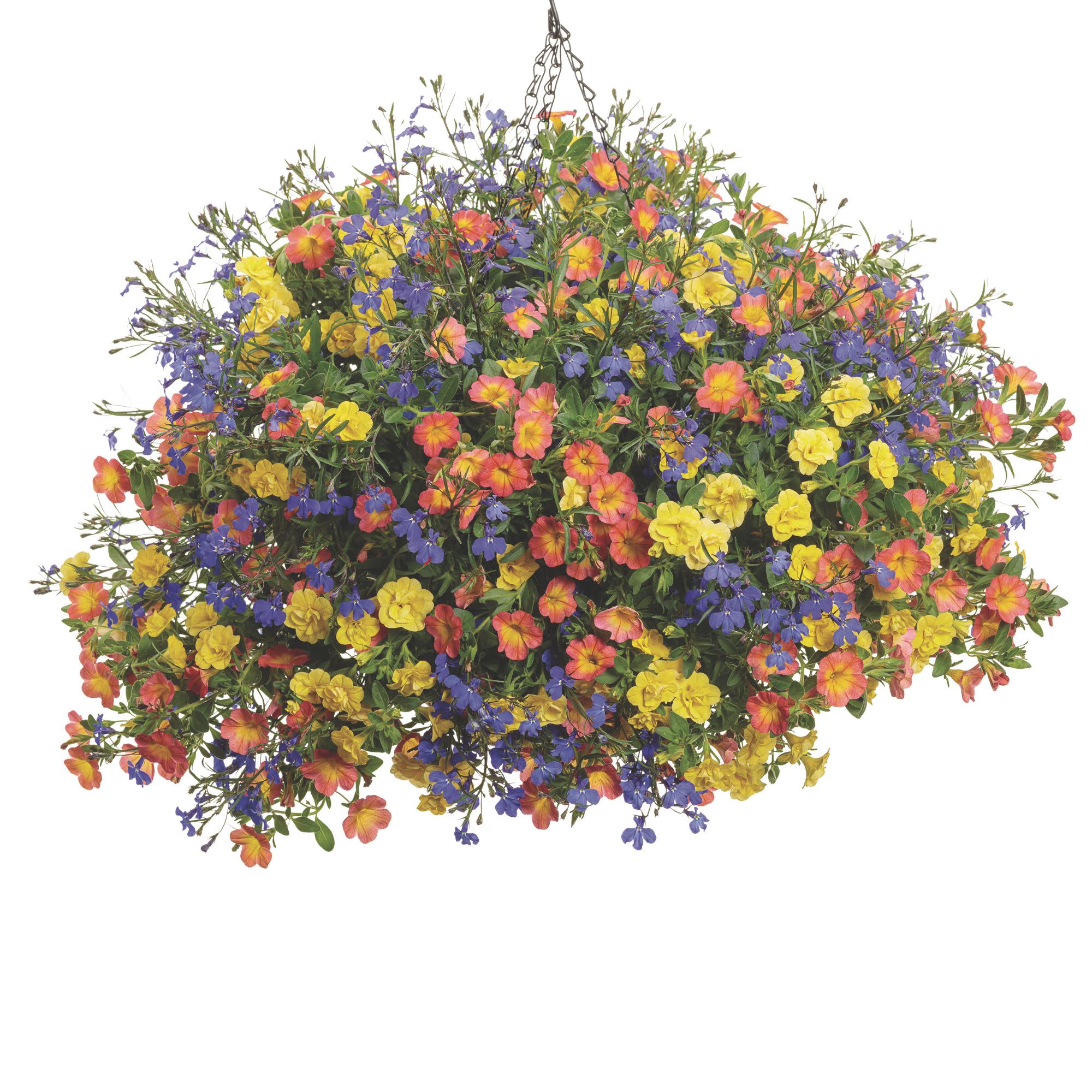 Superbells® Double Yellow Calibrachoa - Image 8