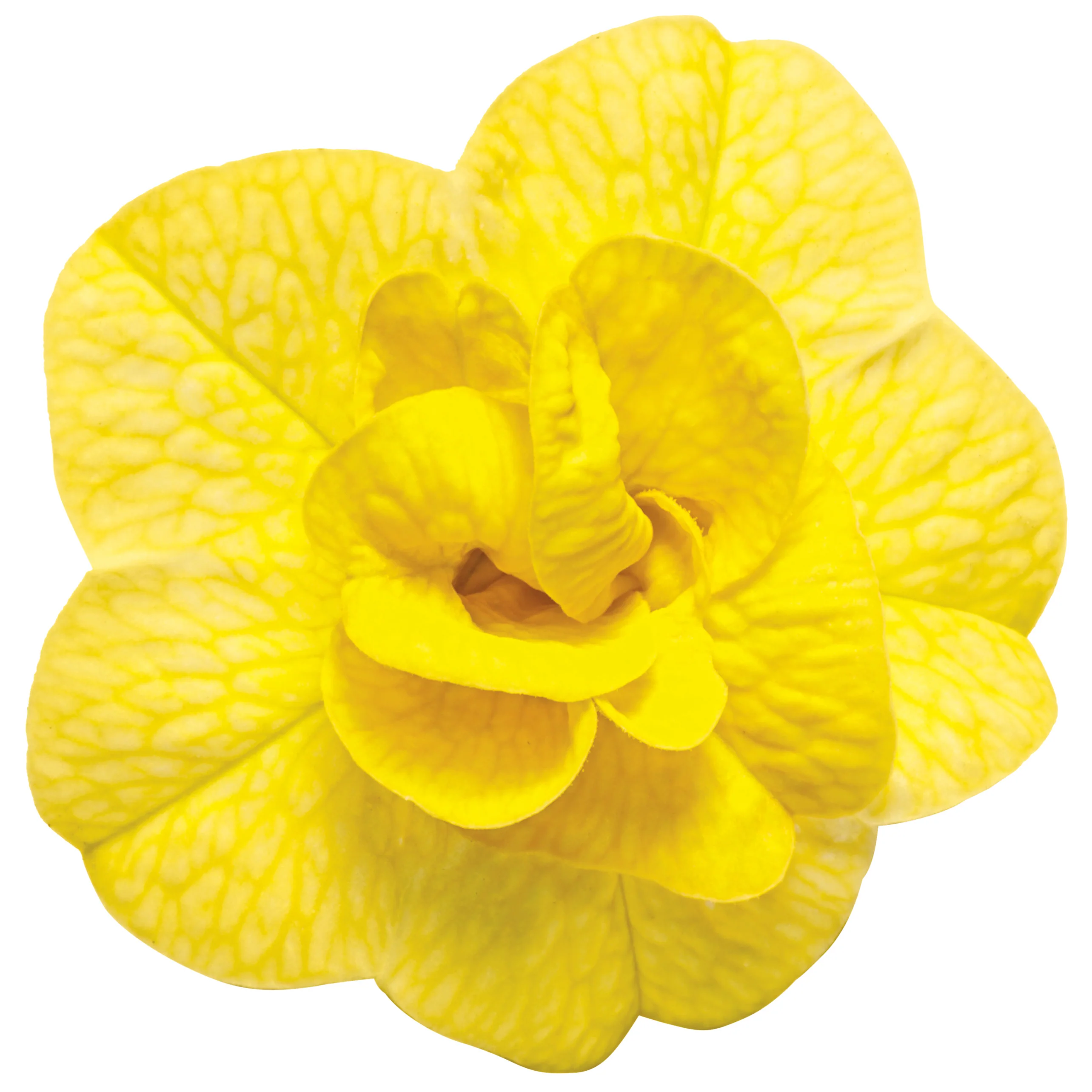Superbells® Double Yellow Calibrachoa - Image 9