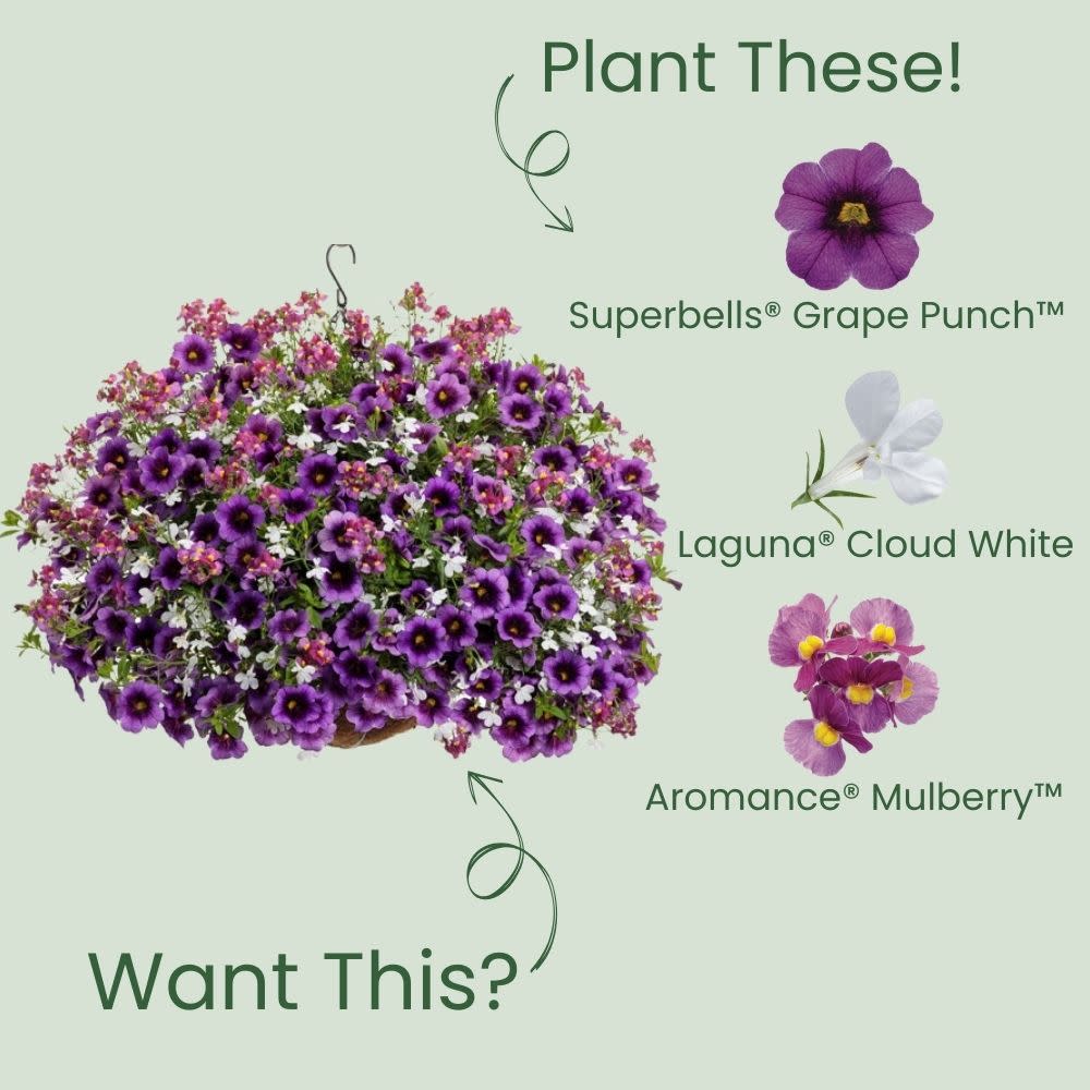 Superbells® Grape Punch™ Calibrachoa - Image 5