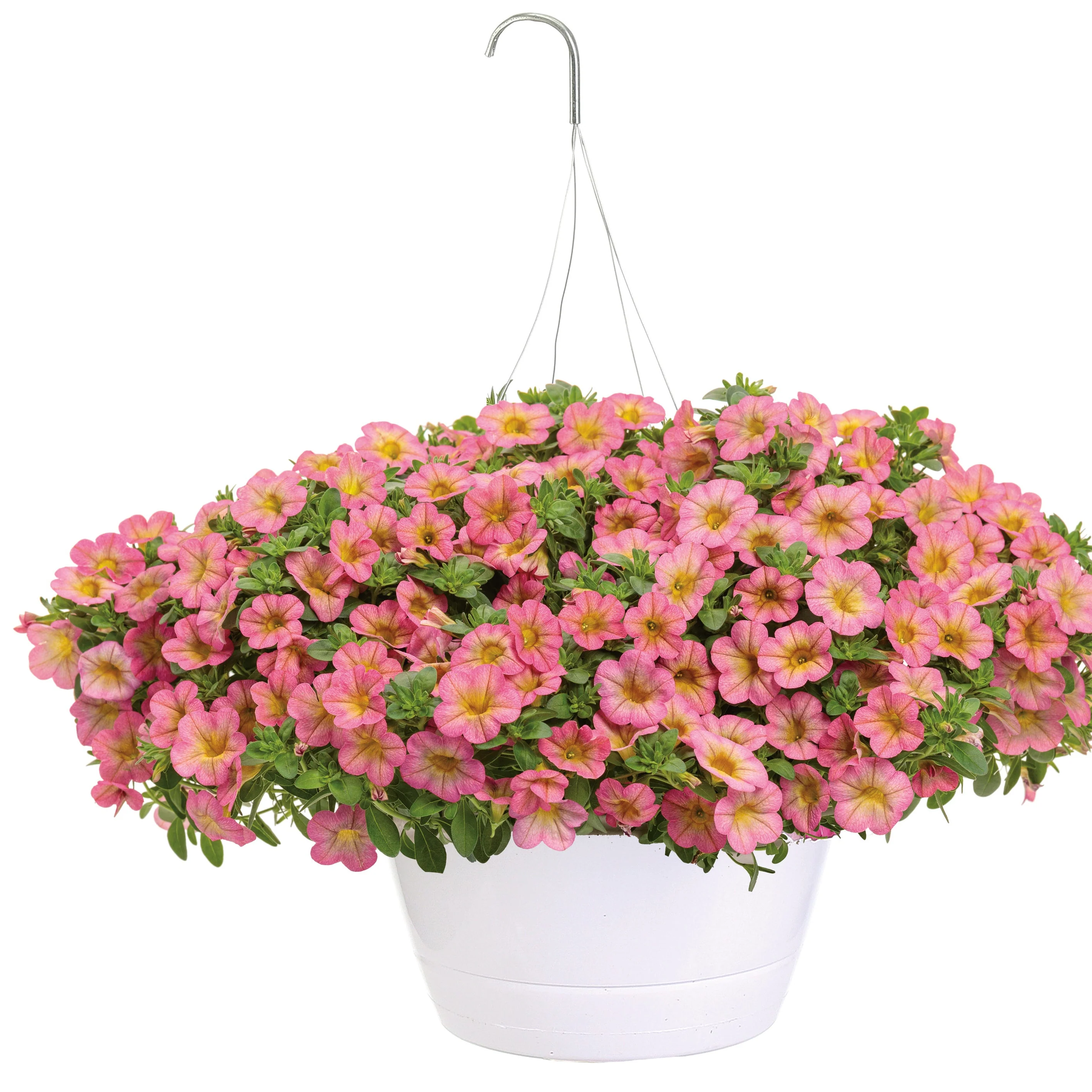 Superbells® Honeyberry™ Calibrachoa - Image 10