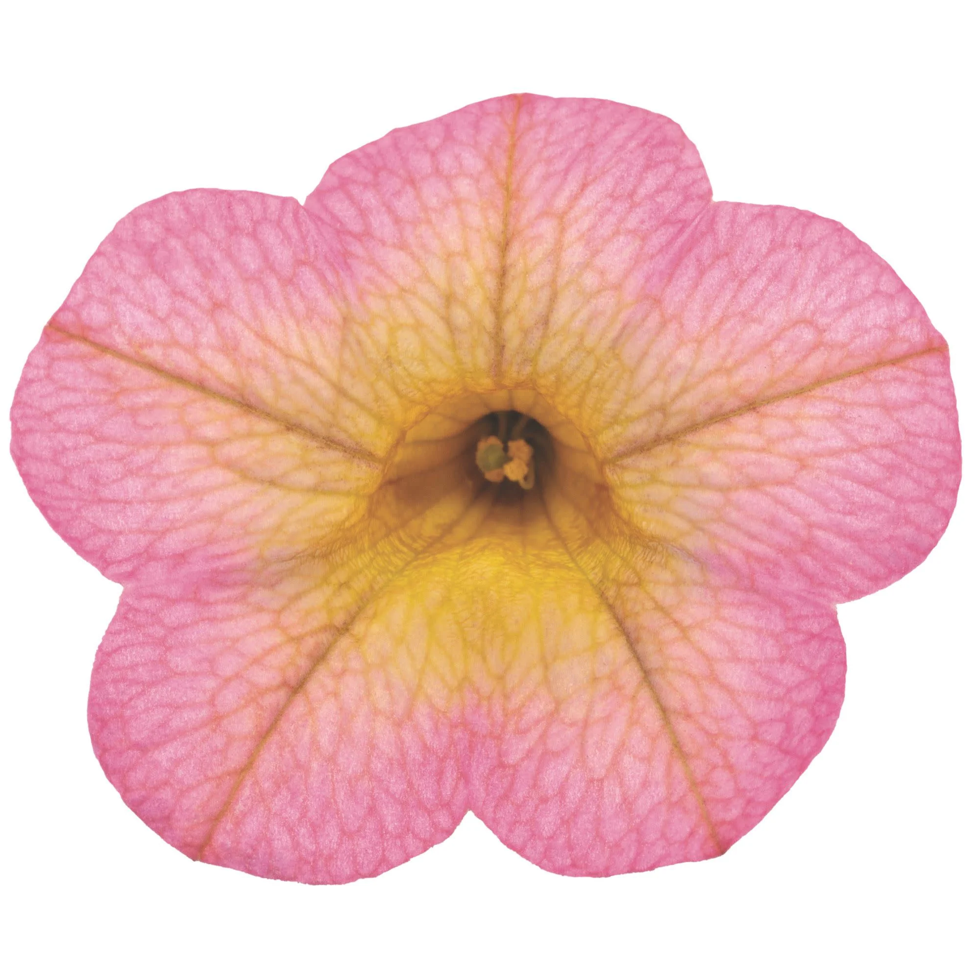 Superbells® Honeyberry™ Calibrachoa - Image 11