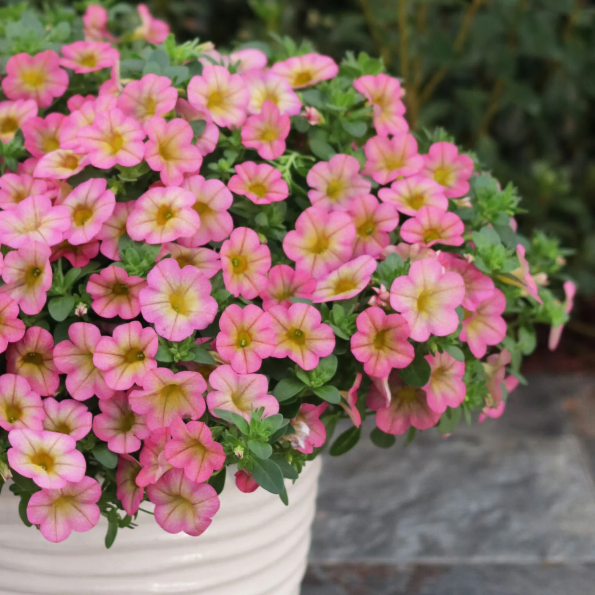 Superbells® Honeyberry™ Calibrachoa - Image 4