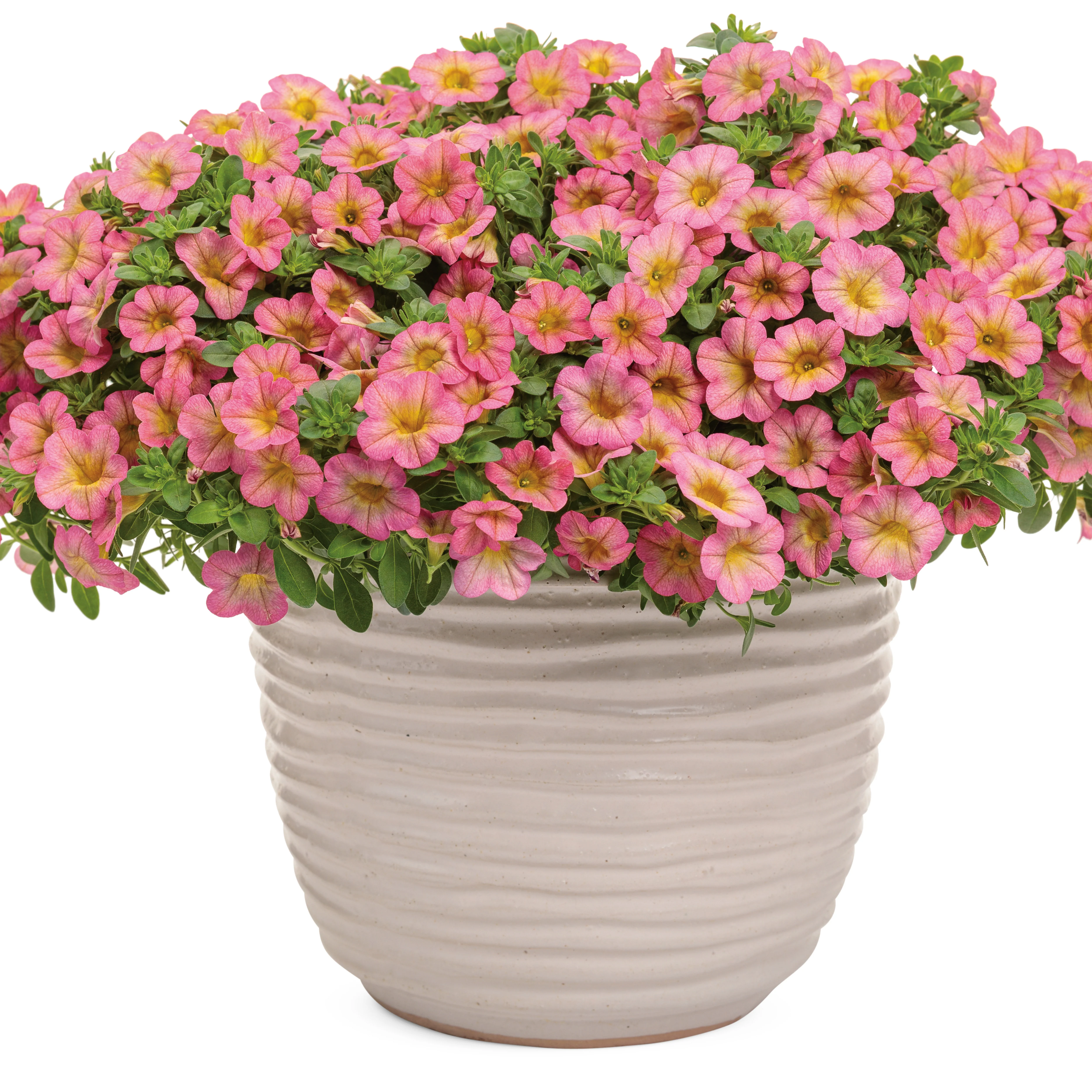 Superbells® Honeyberry™ Calibrachoa - Image 5