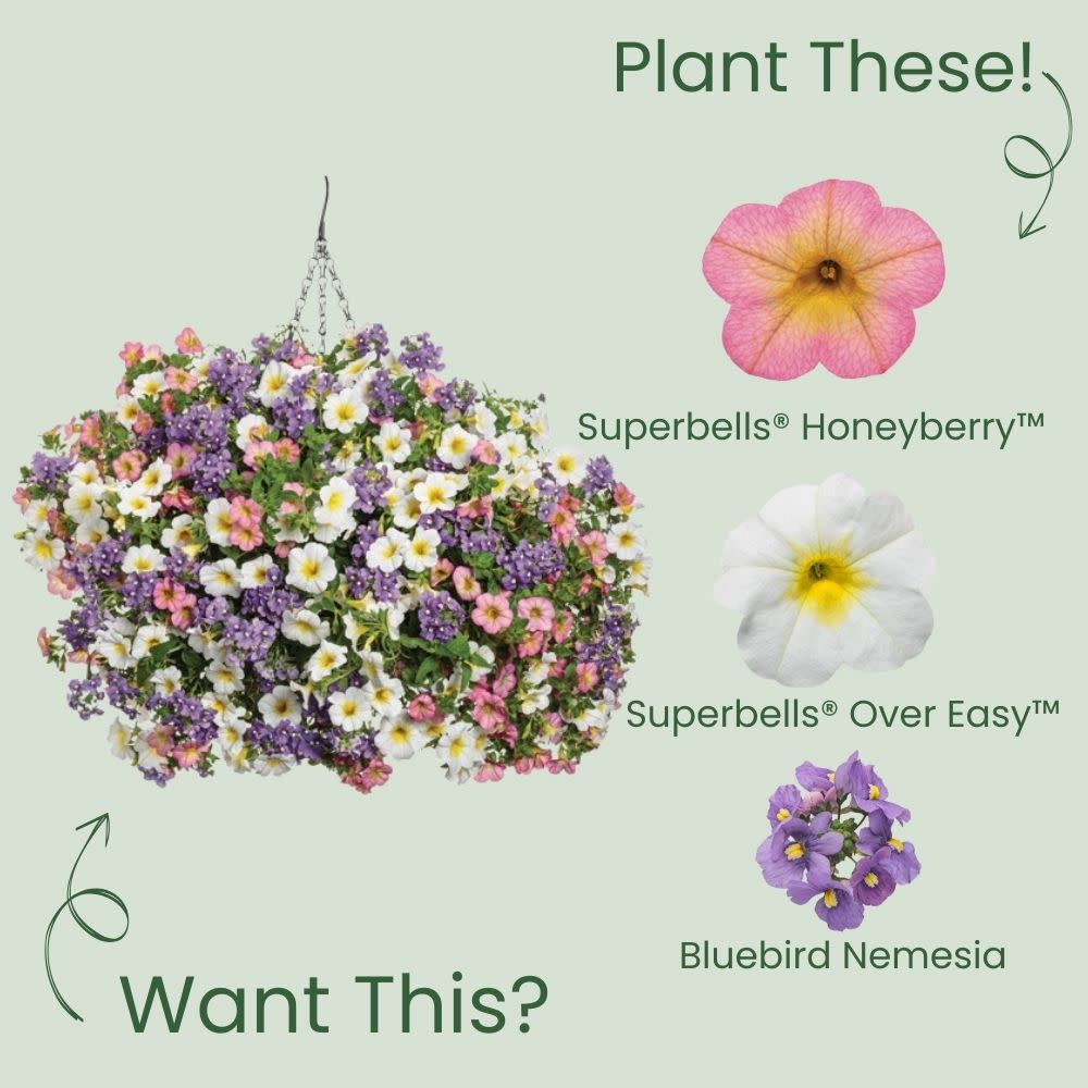 Superbells® Honeyberry™ Calibrachoa - Image 6